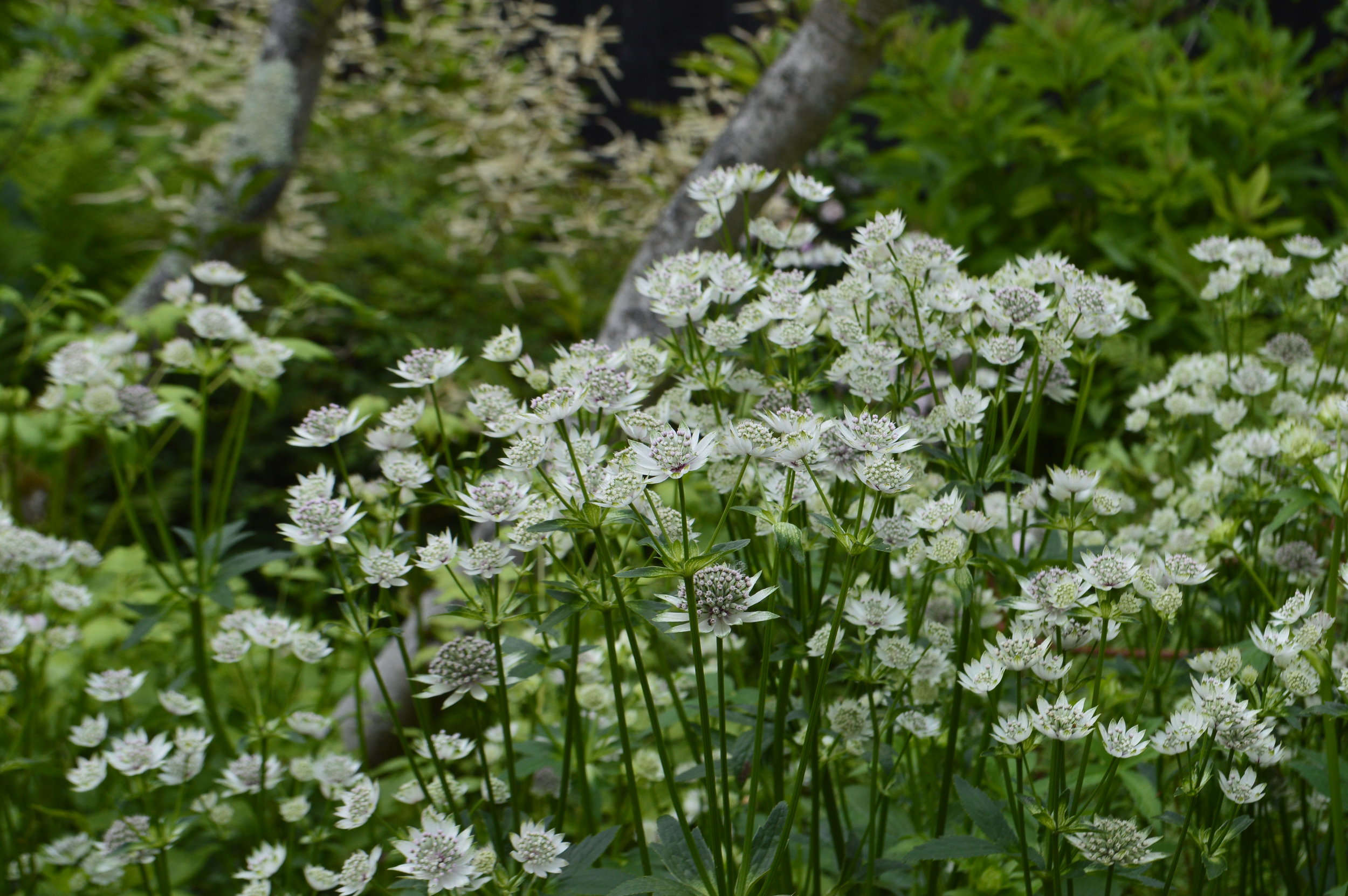 The White Garden - froth, buttons, plumes and green foliage allowing each plants to stand out