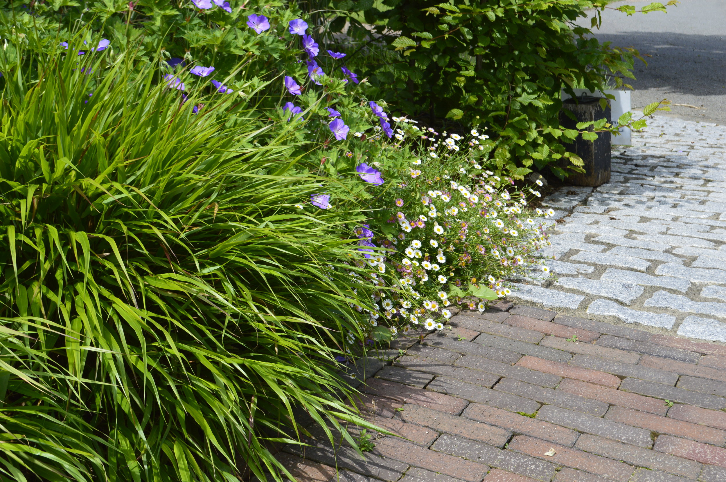 Edging - using plants that spill over landscape edging to blur lines and soften the space