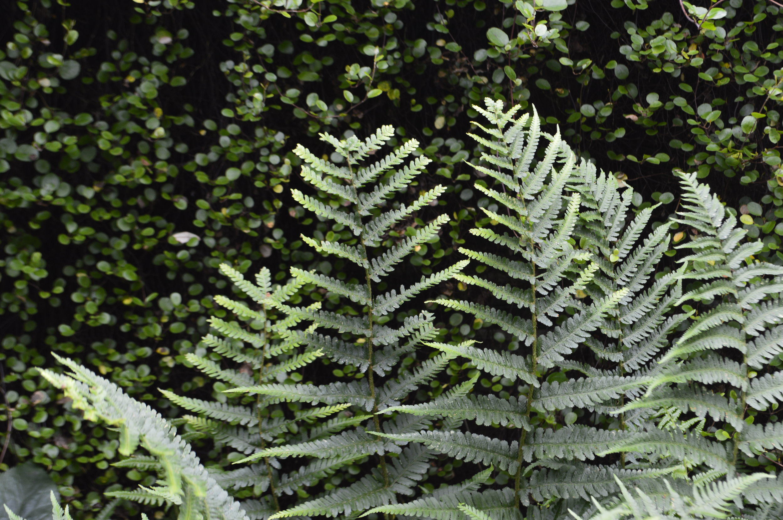 Foliage - ferns against muehlenbeckia
