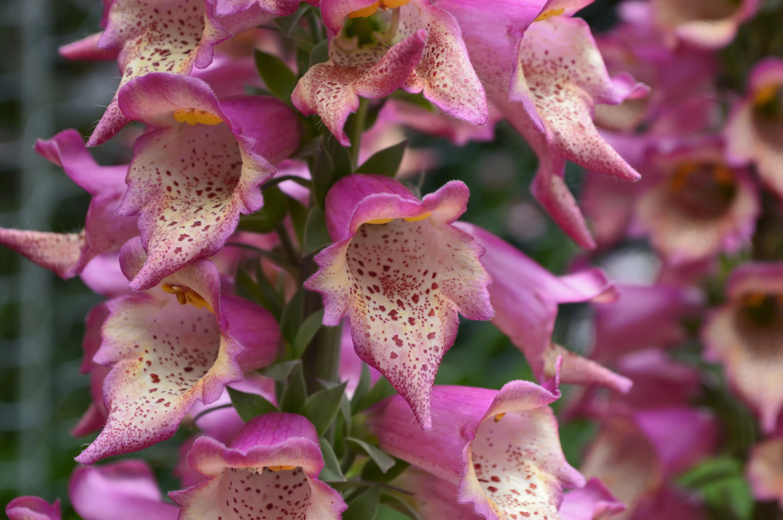 Flowers - Digitalis plum gold has a wonderful architecture. 
