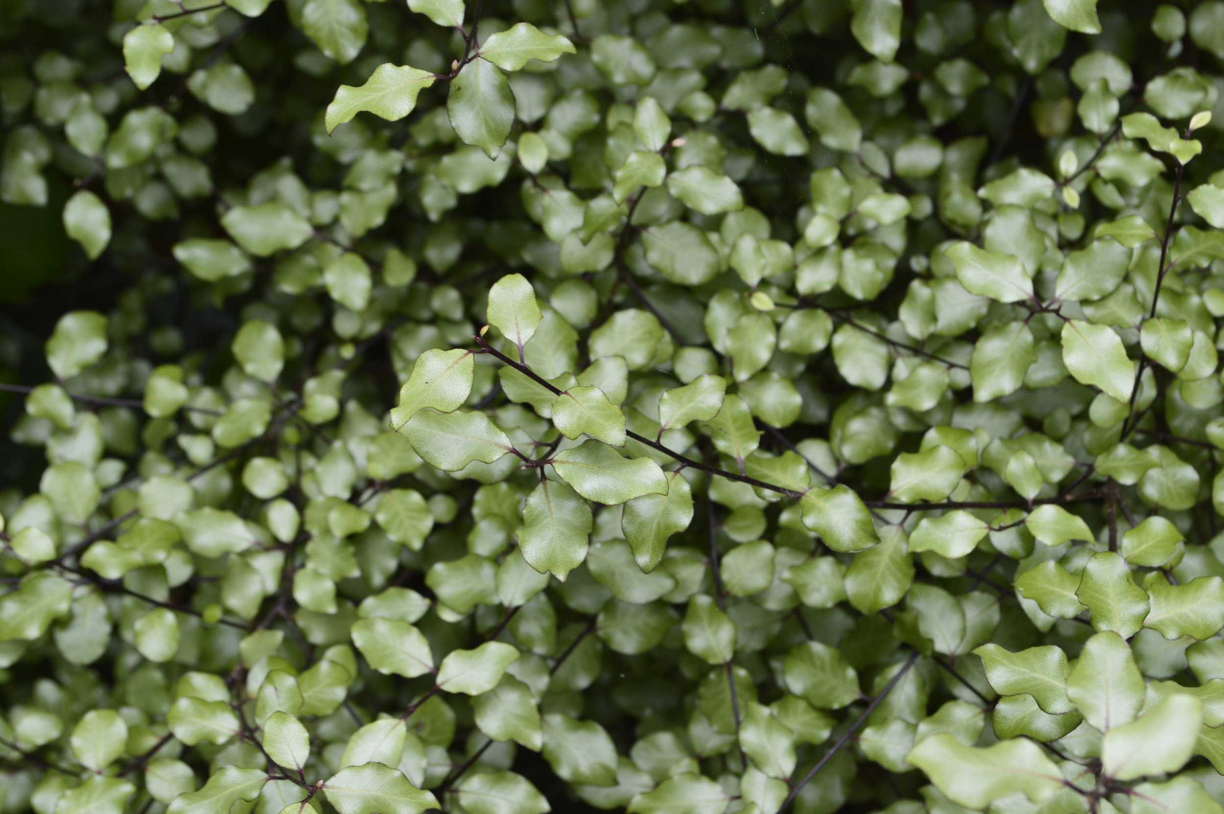 Dots - the small leaf of the pittosporum creating dots of light against the shaded backdrop