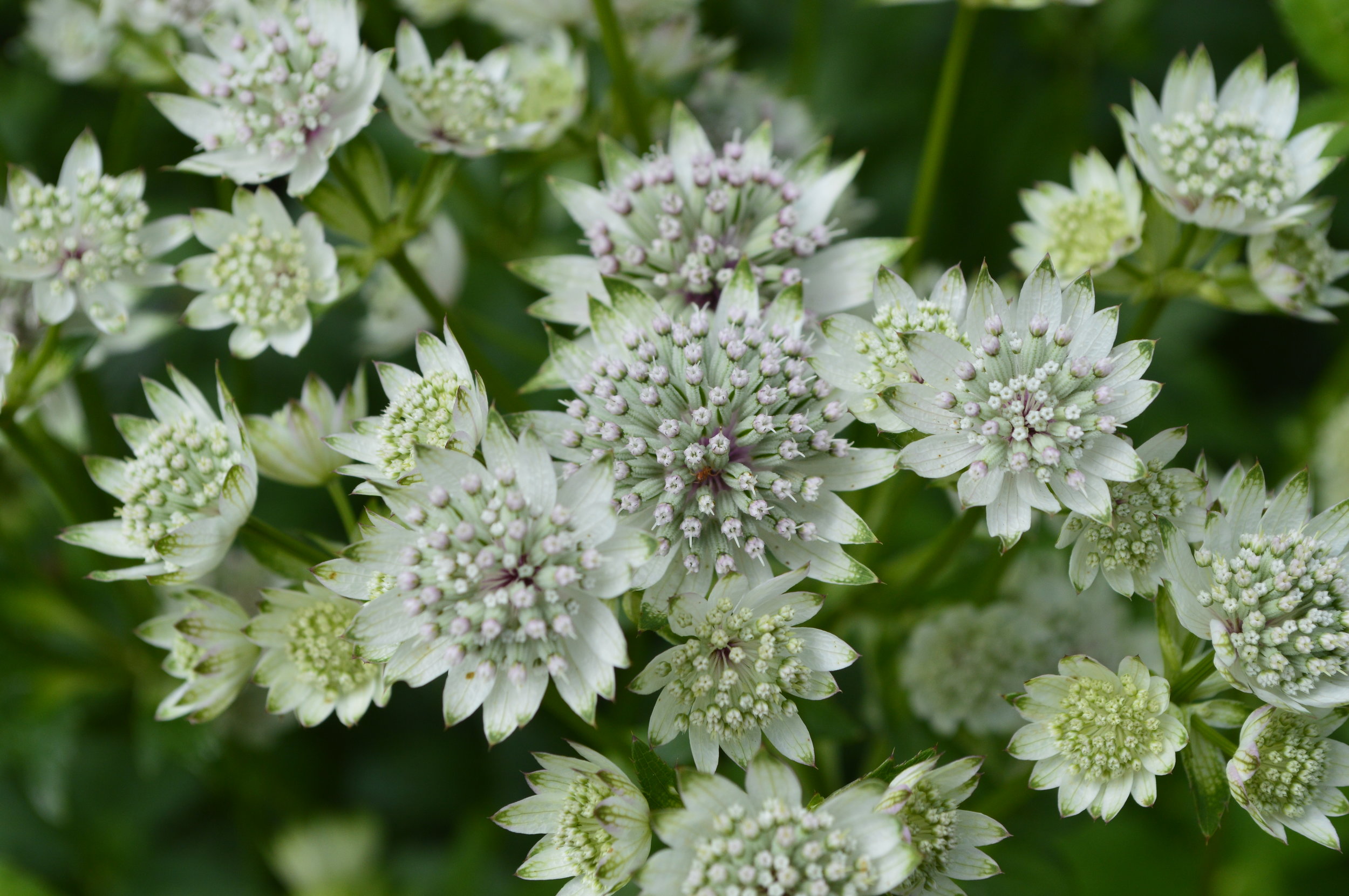 White - astrantia flowers need appreciating up close