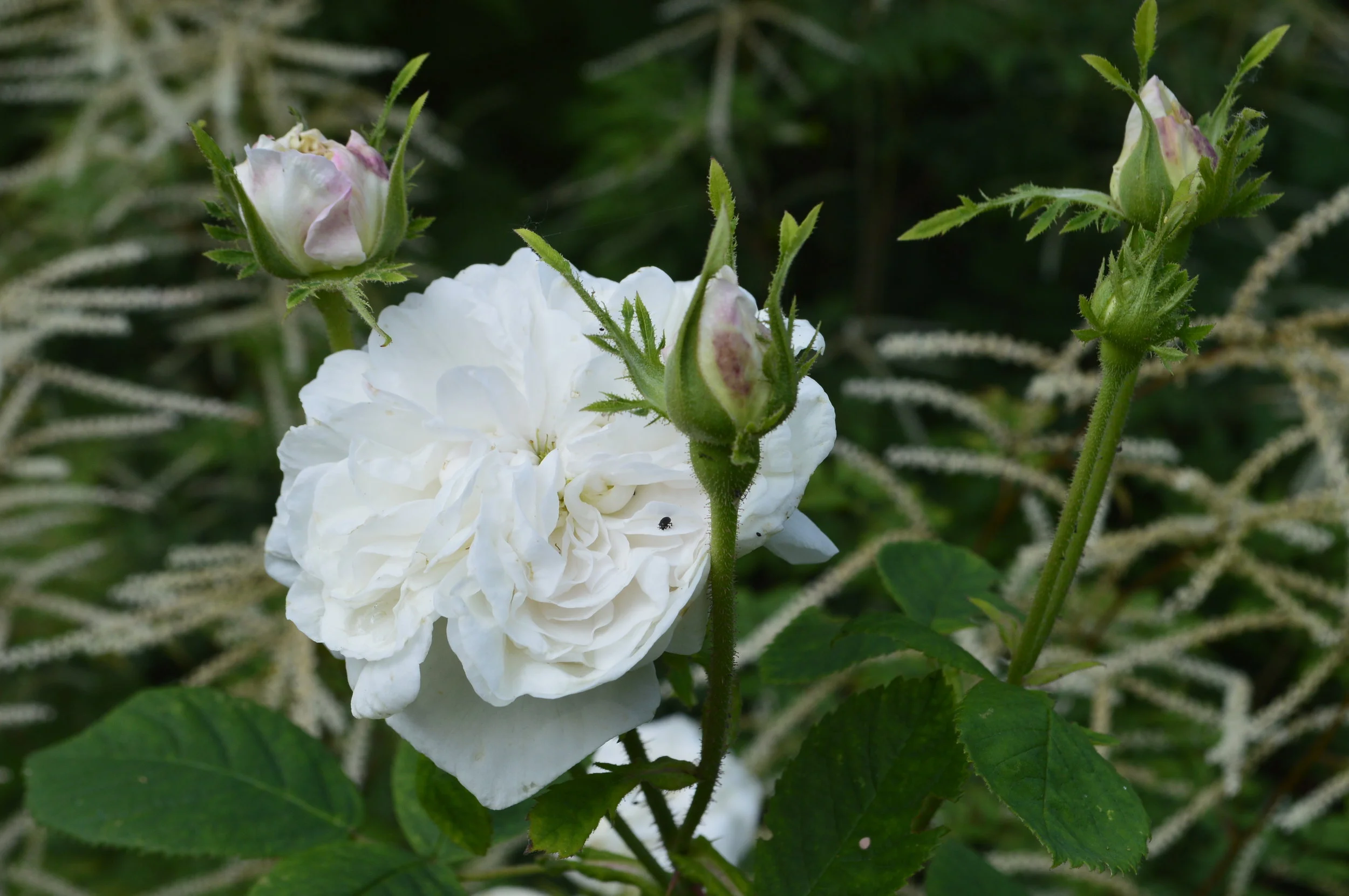 Contrast - bold white rose flowers against the plumes of aruncus 