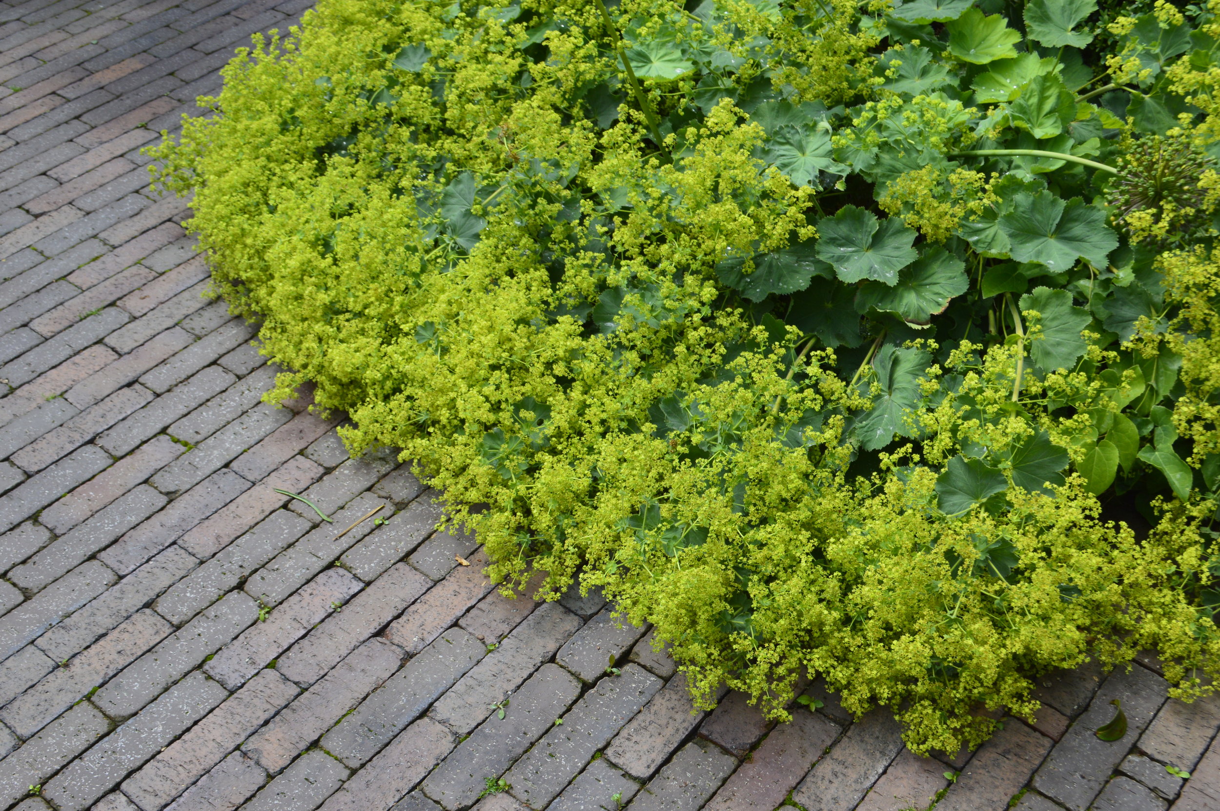 Edging - the froth of the alchemilla spills over the drive edge
