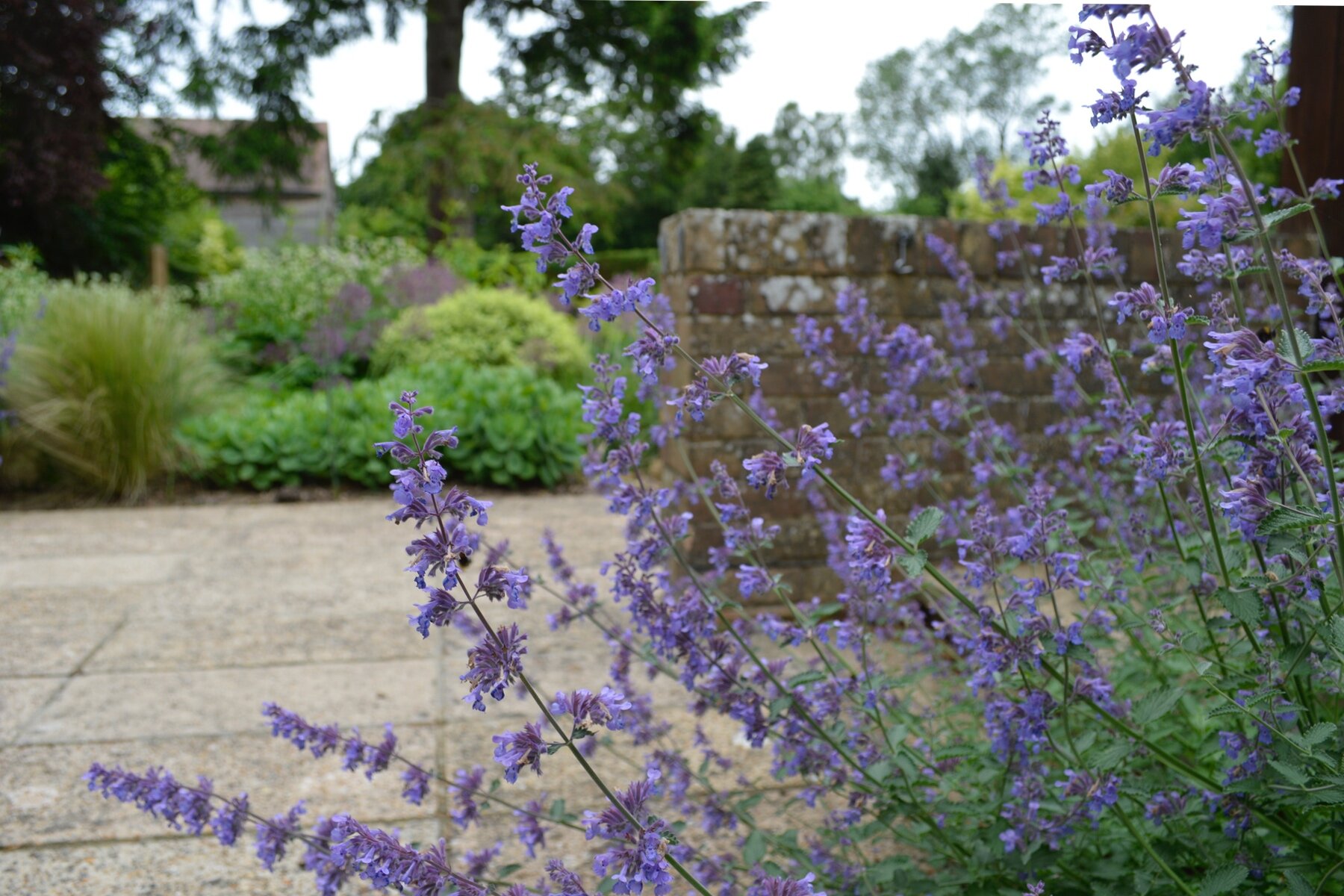 Mixed borders mid century planting design maresfield.jpg