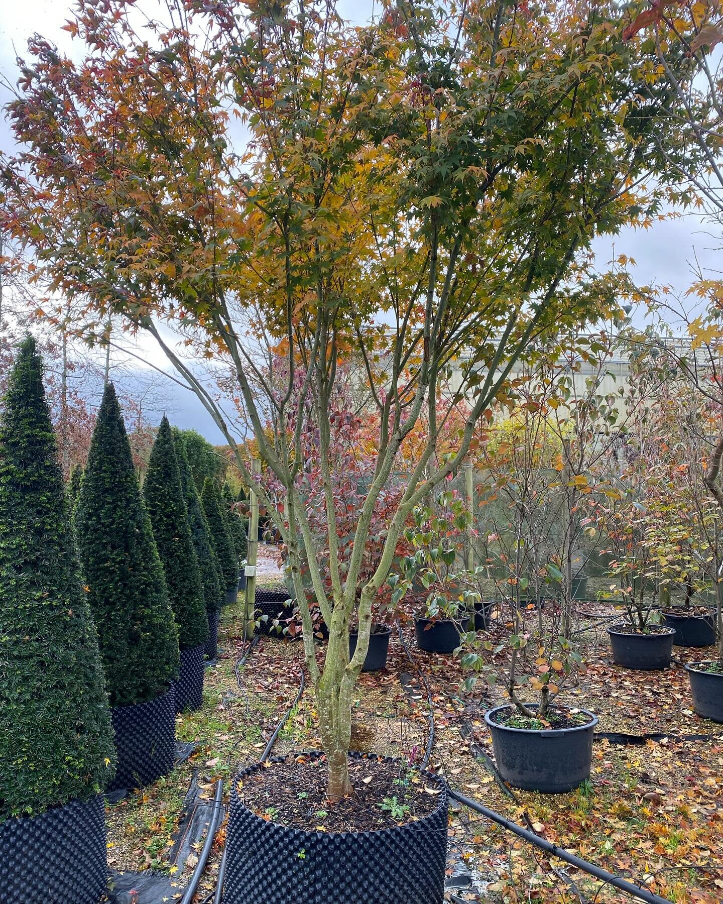 Tagging trees at @griffinnurseries yesterday with clients. I do love this part of my job!

.
#lovemyjob #gardendesigner #trees #plantingdesign #nursery #specimen #acer #cornus #pleachedtrees 
#gardendesignsurrey #gardendesignsussex