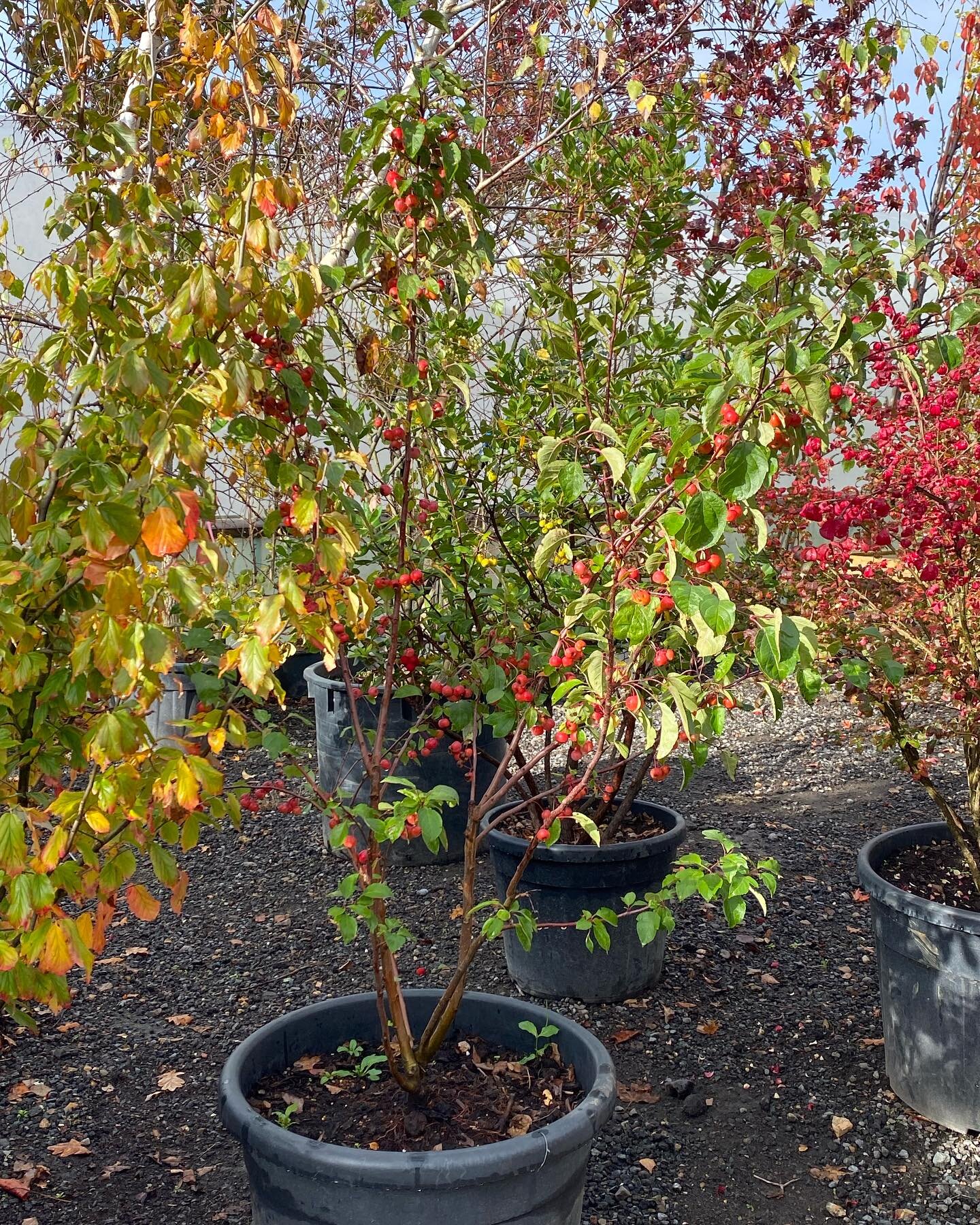 Flying visit to @formplants this morning at their Surrey nursery. Fab customer service Sam and Adam!  Lovely stock too! Sorry to have missed you @plantsman_jamie. Would have loved to have said Hi. 

#plants #plantnursery #sitevisit #autumnvibes #tree