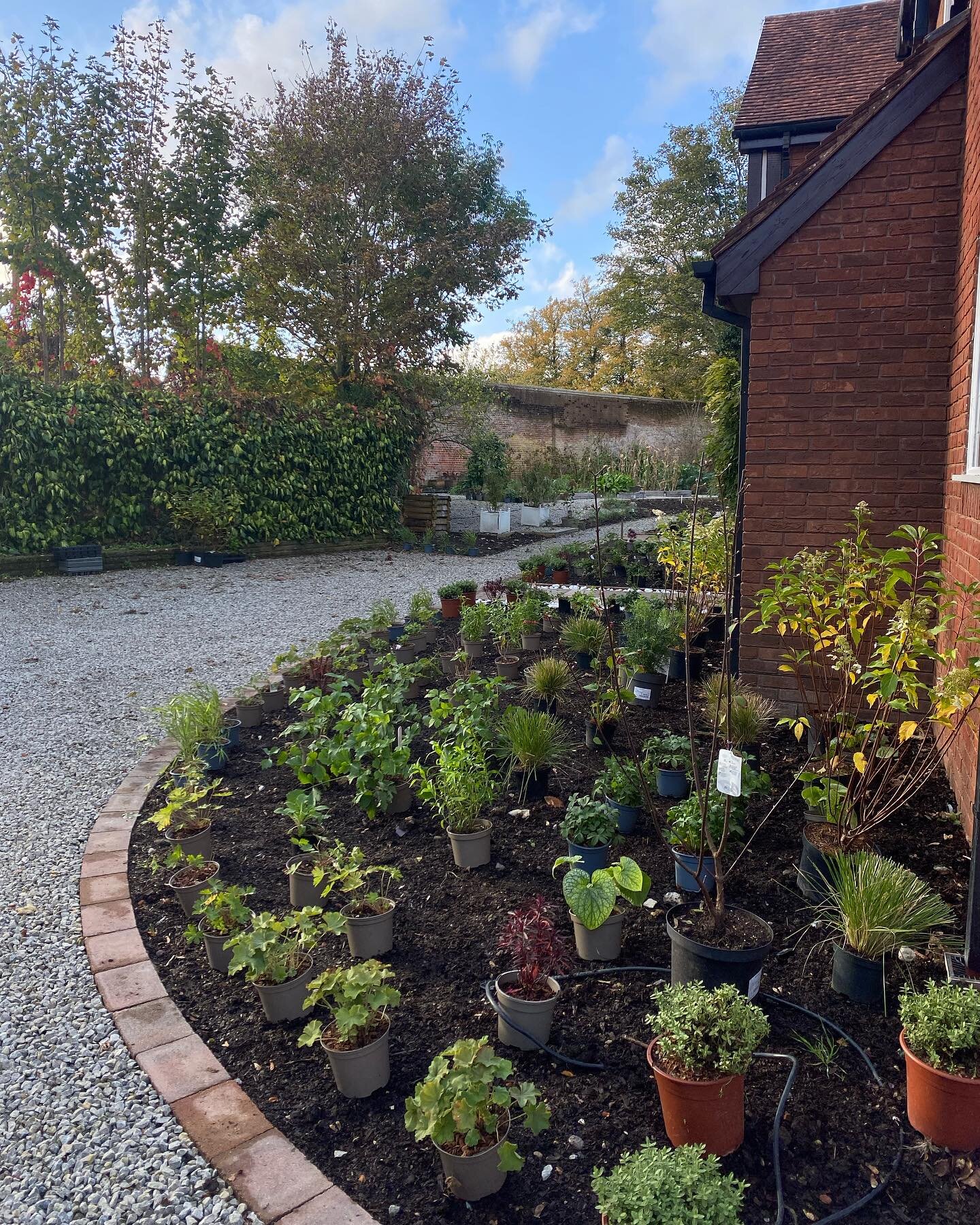 Setting out plants in Headley, Surrey today. 800 plants, 12k steps! There were moments we couldn&rsquo;t tell if it was the wheelbarrow squeaking or the Great tit calling! He hoped the Great Tit would answer the call of the wheelbarrow but it&rsquo;s