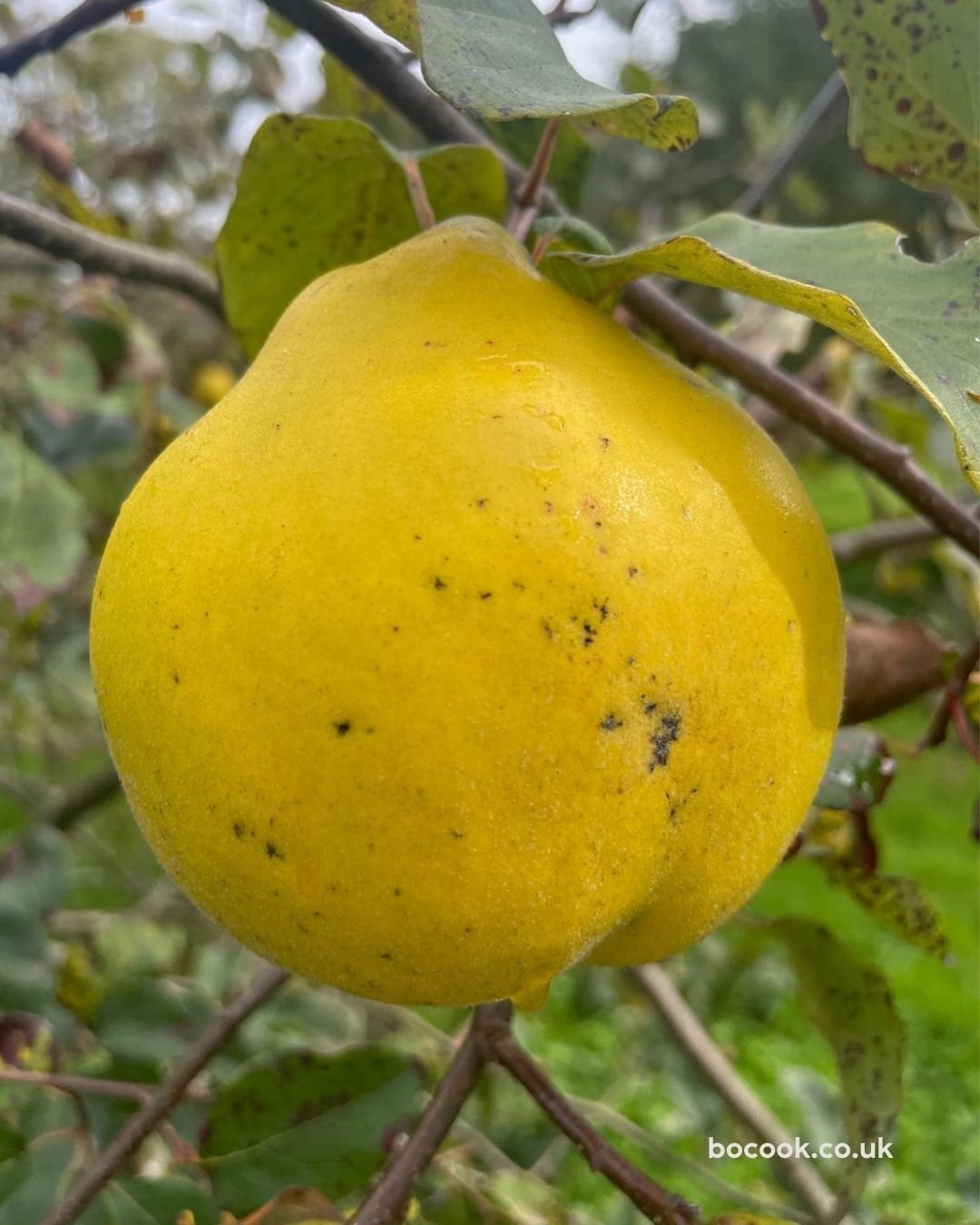 Quince (Cydonia oblonga) . It looks a bit like a lumpy apple or pear, but it has a history that goes way deeper. People were cultivating quince in Mesopotamia as far back as 4000 to 5000 BC, and the ancient Greeks called them &ldquo;golden apples.&rd