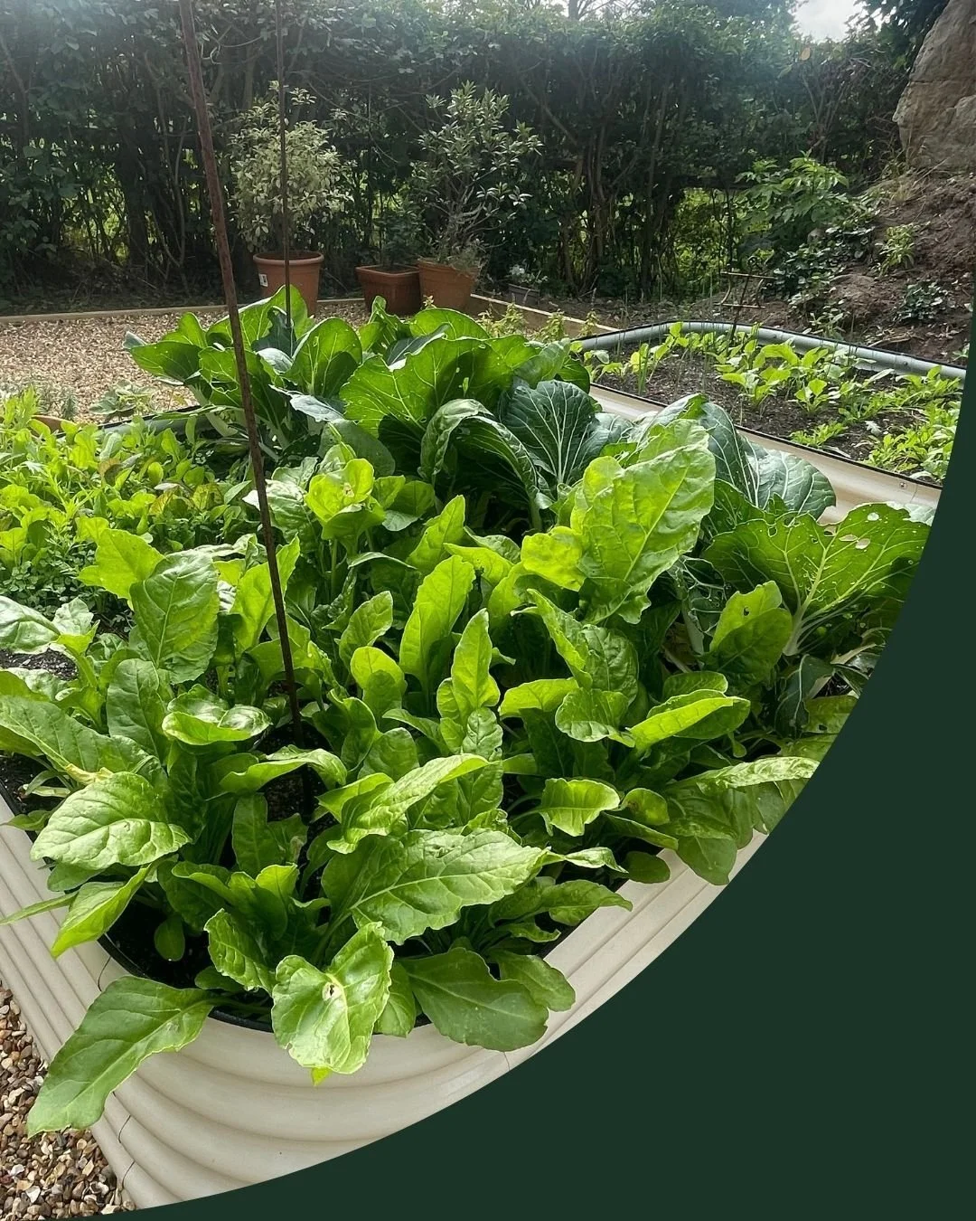 My kitchen garden is up and running! We only completed the build 8 weeks ago. What a difference a few weeks can make. I feel so lucky, to have been able to start establishing this at my new house! Still haven&rsquo;t unpacked but the veggies are in! 