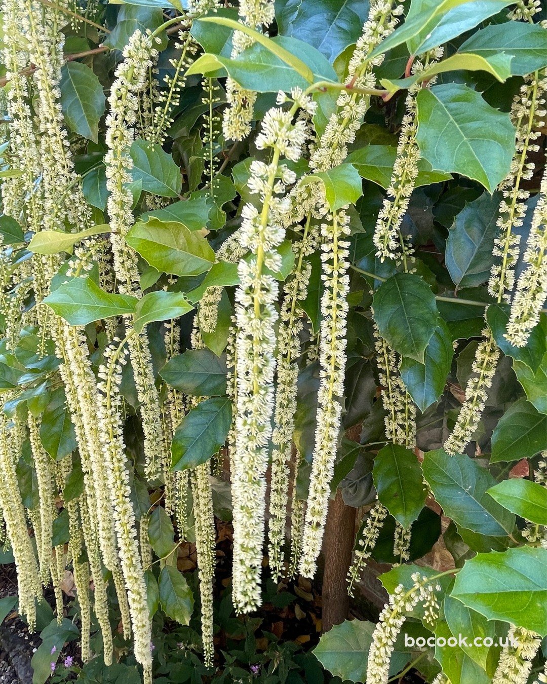 Plant of the Month!  Itea ilicifolia
Evergreen and architectural, the holly‑leaved sweetspire earns its moment in late summer when 30 cm tassels of pale‑green, honey‑scented flowers cascade from glossy, holly‑like foliage. Native to western China, it