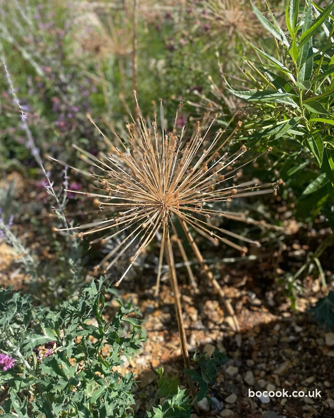 Retaining ornamental seedheads, such as Echinacea cones, Allium umbels and Miscanthus plumes, extends a planting&rsquo;s value well beyond flowering. Architecturally, their vertical and spherical forms give winter structure and capture rime or snow f