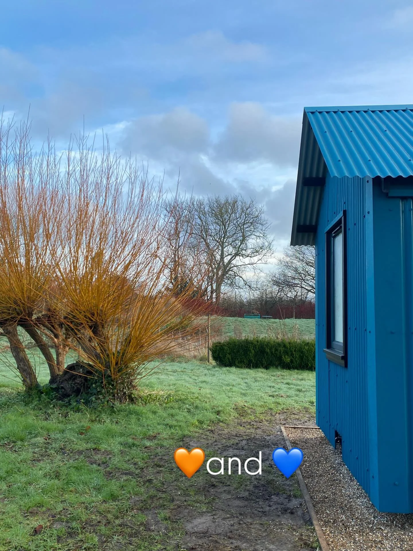 Colour is everything in the garden. And to me. I am impacted quite viscerally by colour. The blue of my studio was a carefully considered choice - and not a colour often used according to the tin guys. The location of it next to the old pollarded wil
