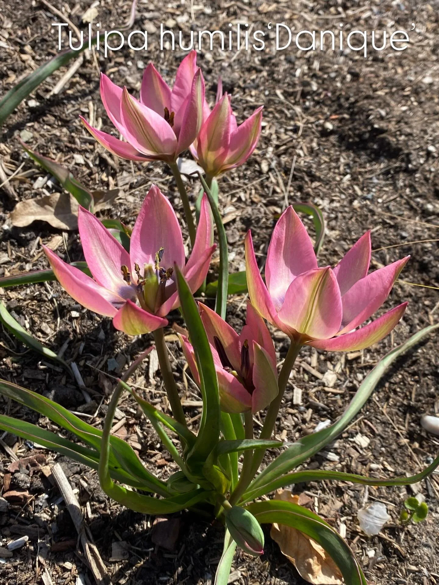 My new favourite 🩷 A tiny thing compared to most but looks great in gravel and by the stepping stone paths. Such a pretty colour&hellip;
.
.
.
#tulip #gardendesign #plantingdesign #springhassprung #springgarden