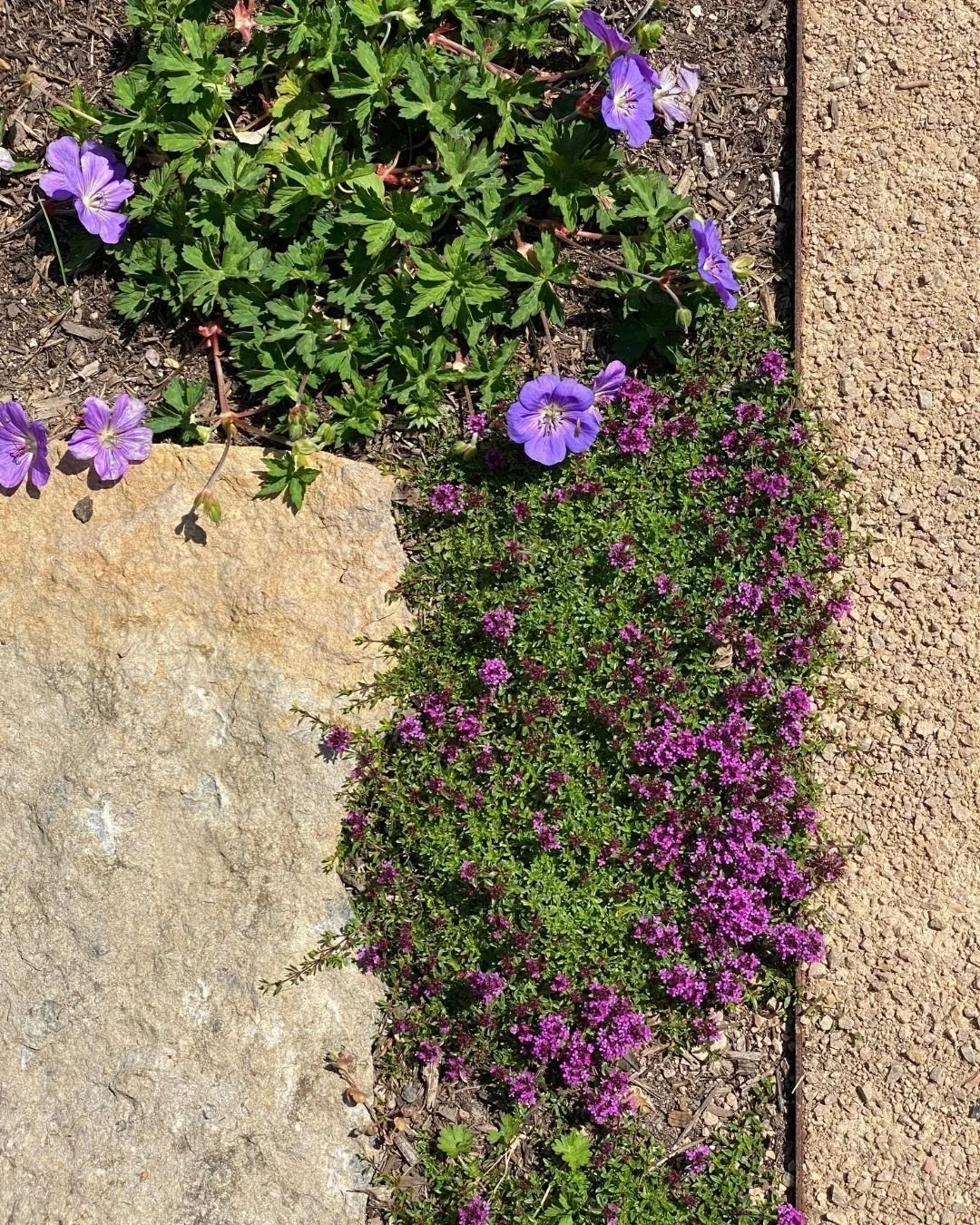 We just popped back to a client's garden for their annual consultation. Things are bedding in nicely and all is taking shape. As usual we have a few gaps, and some plants have done better than expected while others are sulking. So, some suggestions f