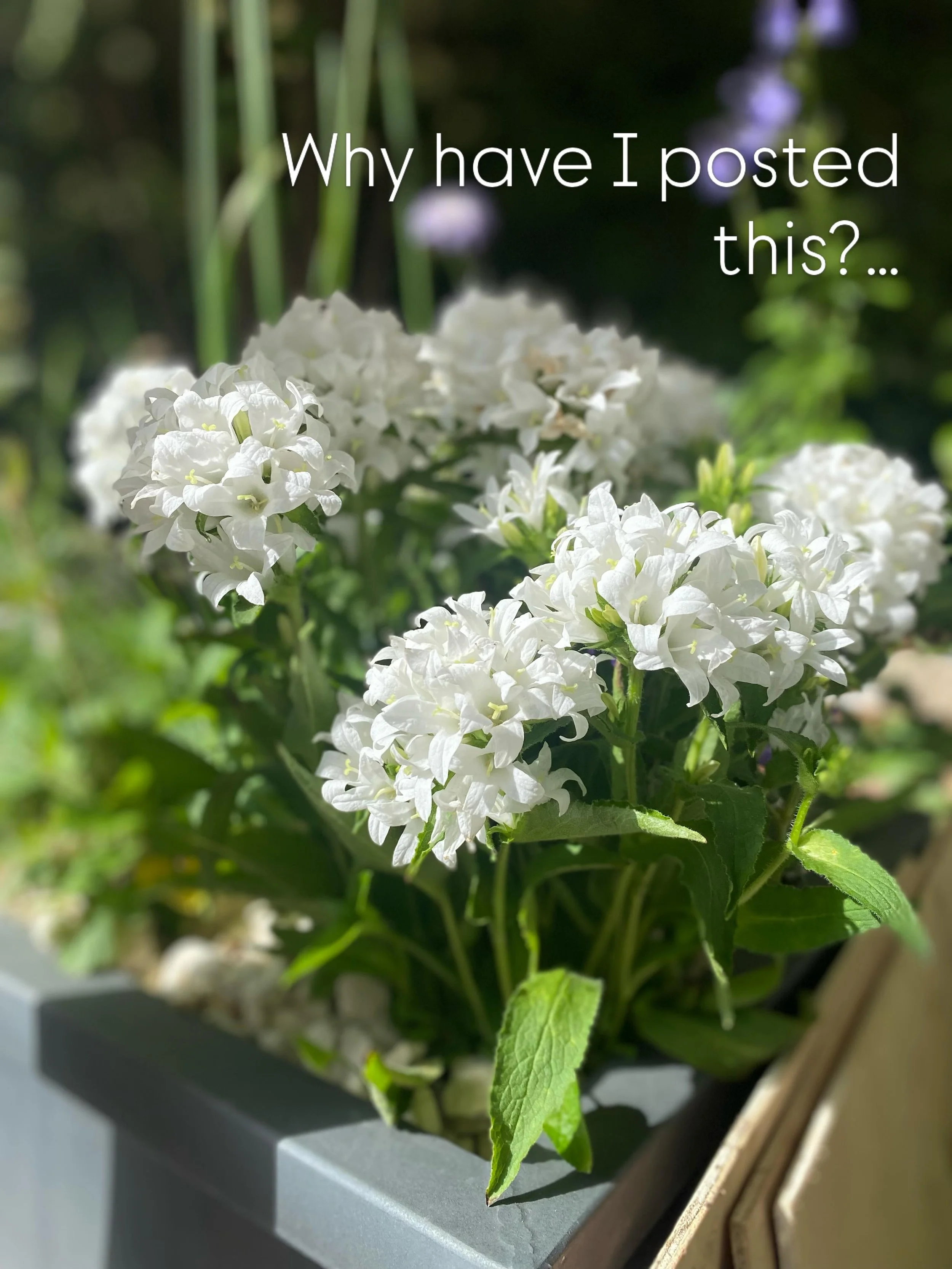 Well, funny how things go sometimes! This white plant became quite controversial on our trade stand! 

Campanula glomerata &lsquo;alba&rsquo; was a sub for another campanula. A bit more bulky and stout, it hadn&rsquo;t achieved its heady heights of 5