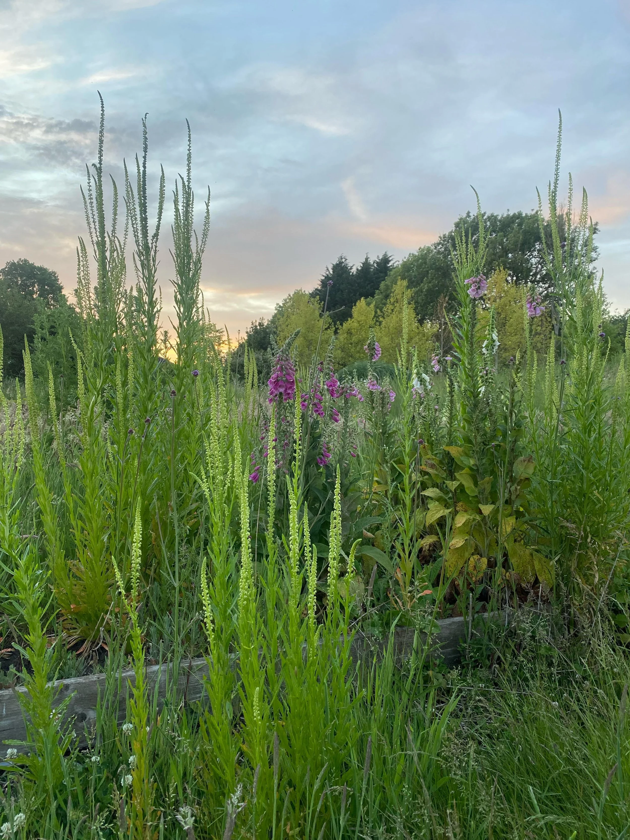 Reseda luteola, commonly known as Weld or Dyers Weed in my garden competing against Digitalis and Verbena for height! 

Smothered in pollinators it also has an ethereal glow in low light. I&rsquo;ll be encouraging this into my house borders for next 