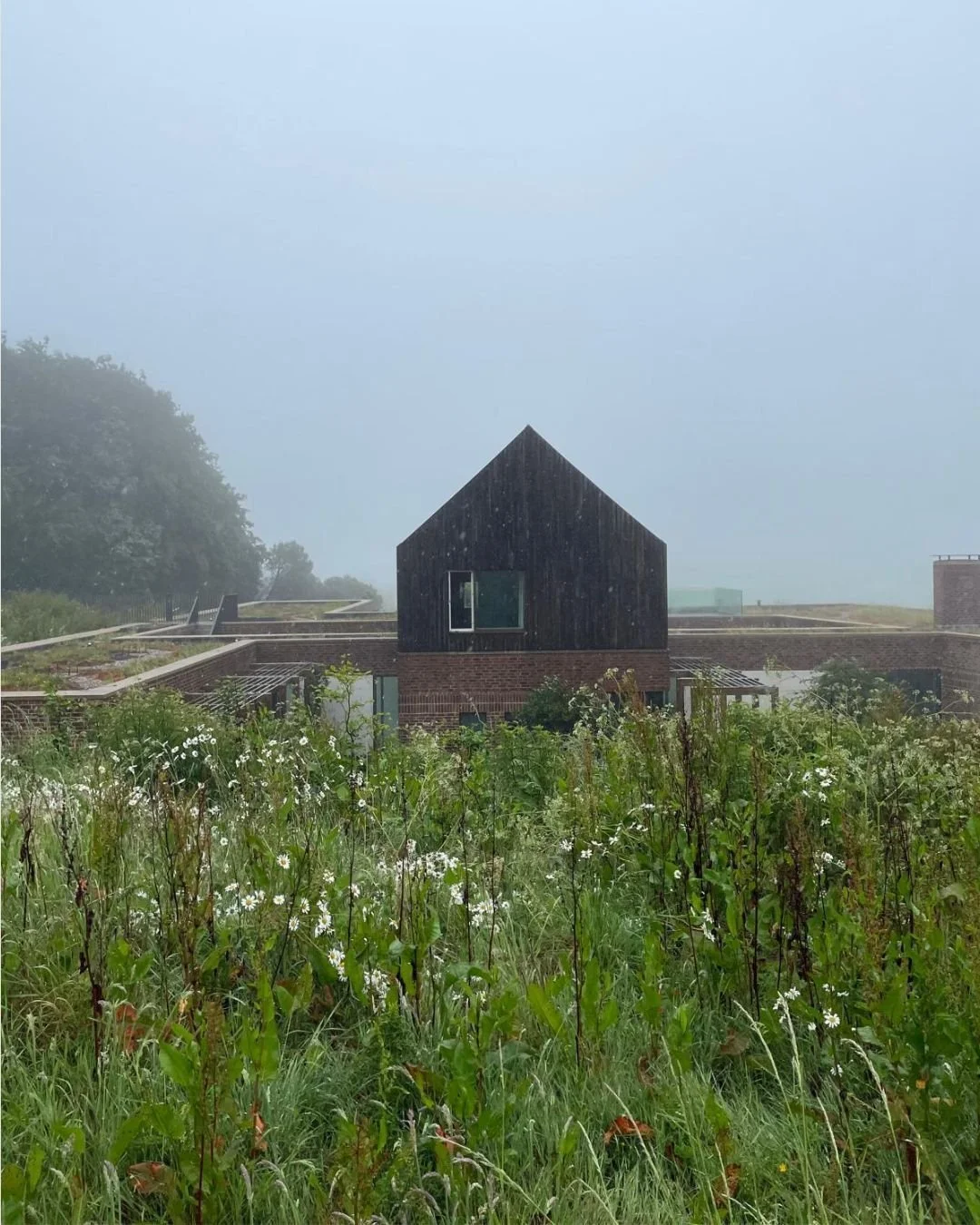Photos from a wonderfully wild and weather-beaten garden visit with the SGLD East Sussex cluster group, being talked through the design by Andy Sturgeon, high up on the South Downs.
The weather was biblical rain, mist, low cloud, the works, but someh