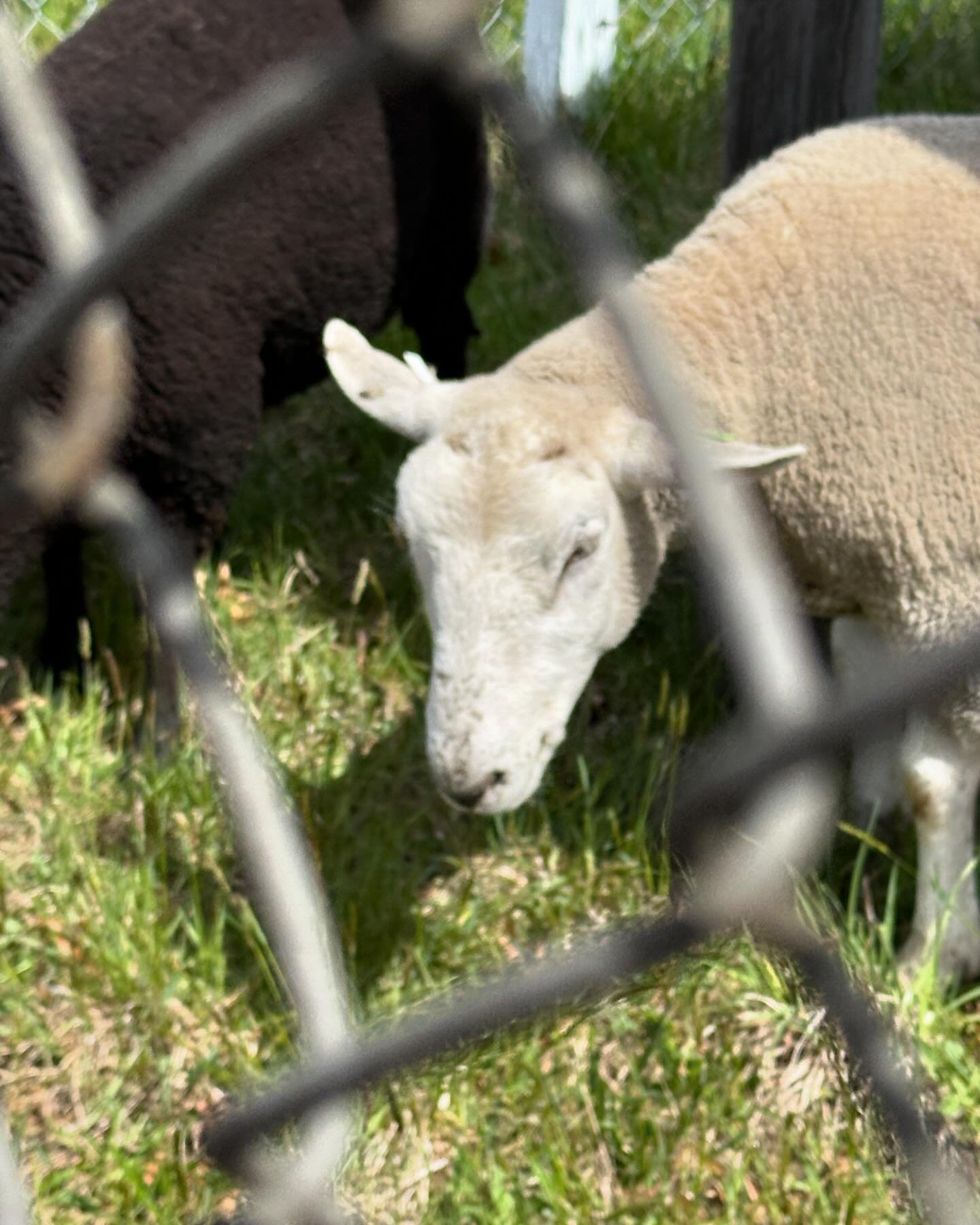 There are all sorts of adorable animals to charm us at the CT Sheep and Wool Festival happening until 4pm today! #ctsheepandwool #fiberfestival #fiberartist #textileart #textileartist #rughooking #hookedrug