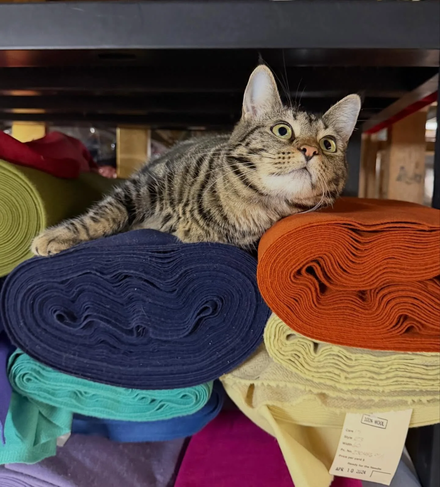 Who wouldn&rsquo;t want a wool-bolt bed on this chilly Fall day? #cats #catsofinstagram #wool #woolart #fiberart #textileart #studiohelpers