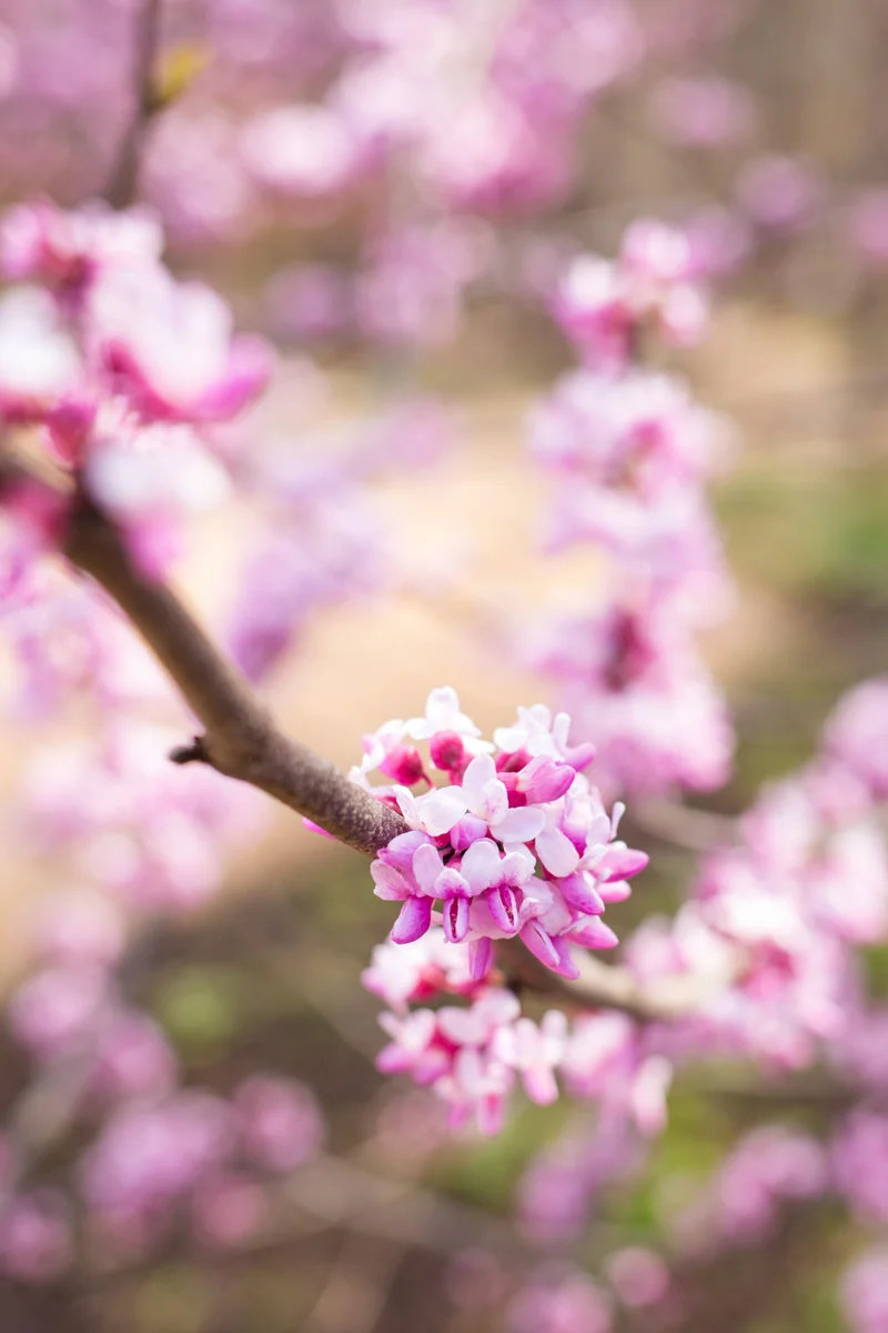 LightCreative_201903_BarbaraScott_engagement_008_web.jpg