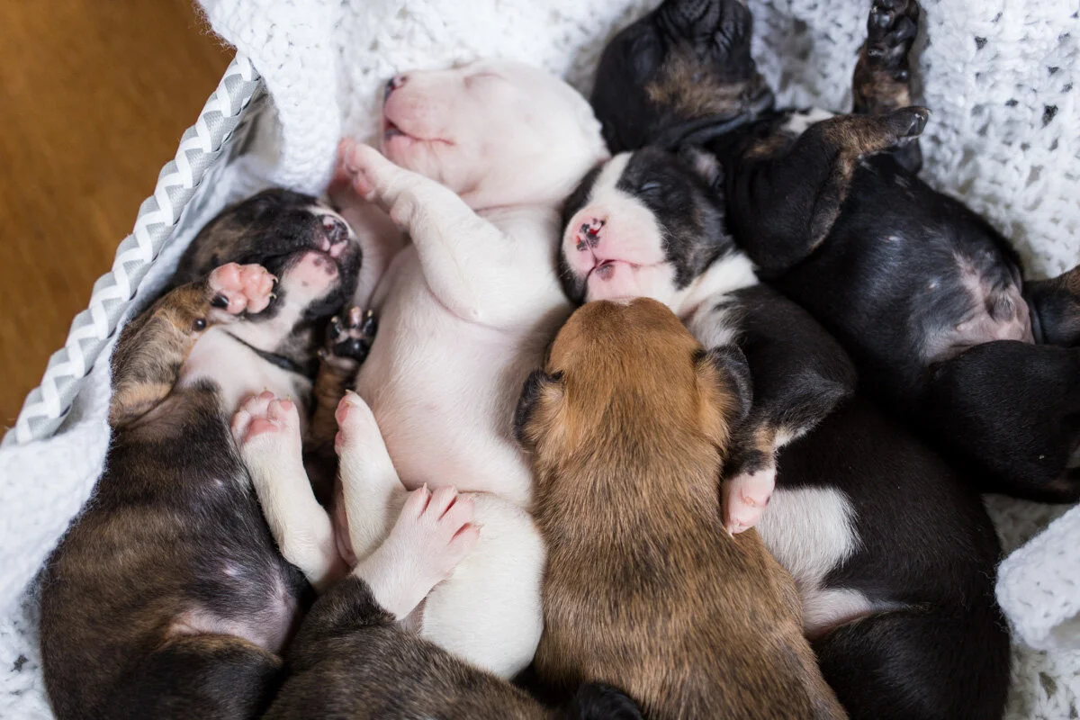 201909_Isaac&Puppies_13.jpg