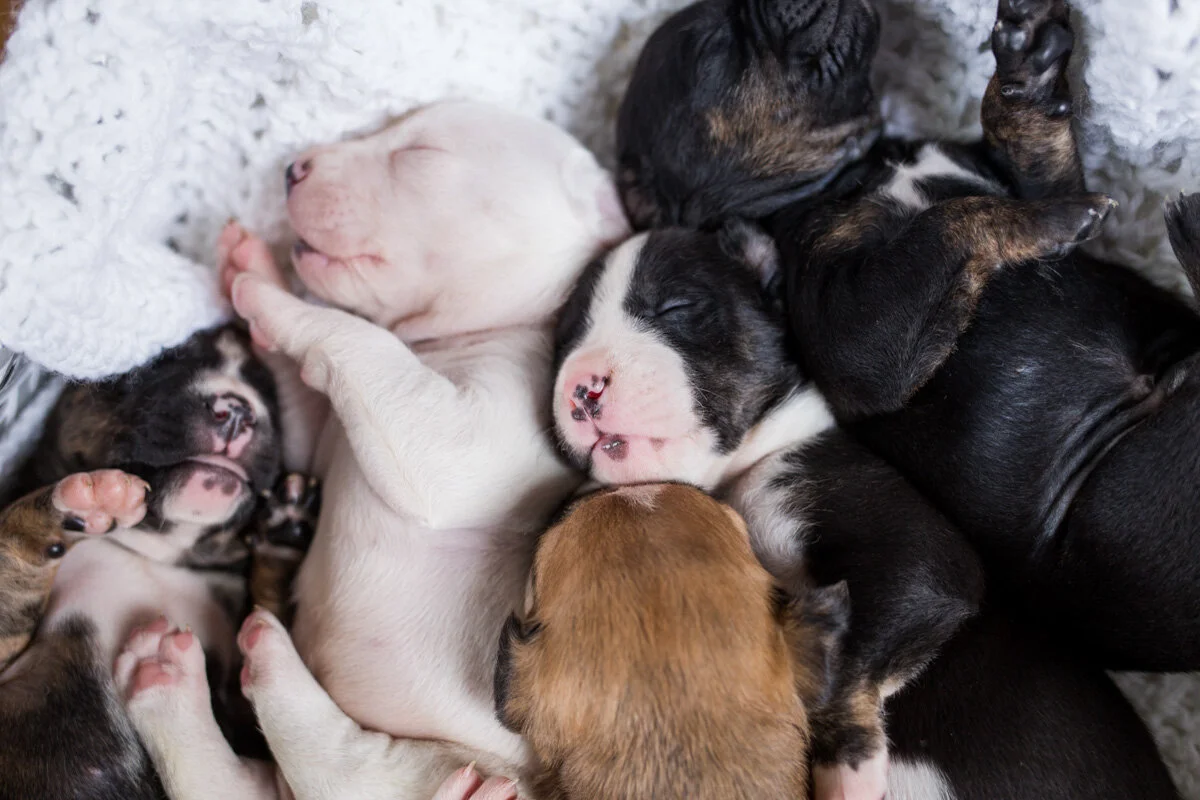 201909_Isaac&Puppies_9.jpg