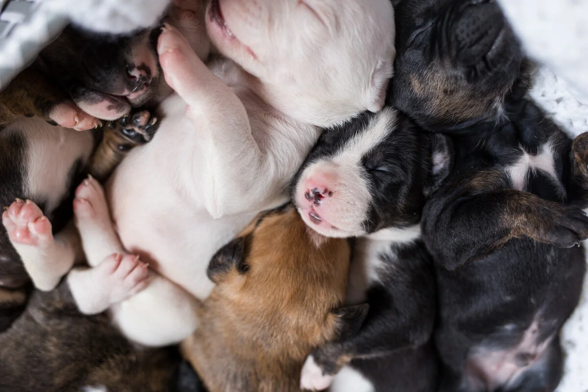 201909_Isaac&Puppies_16.jpg