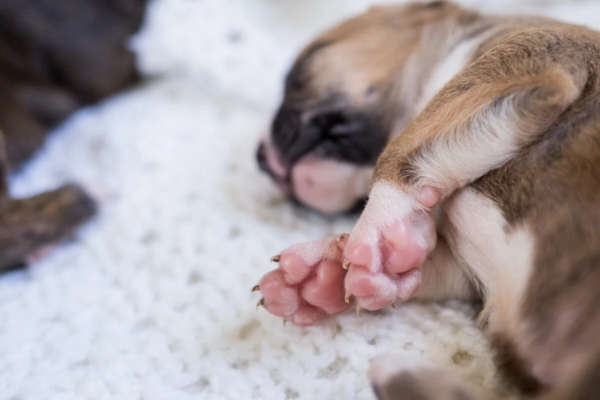201909_Isaac&Puppies_26.jpg