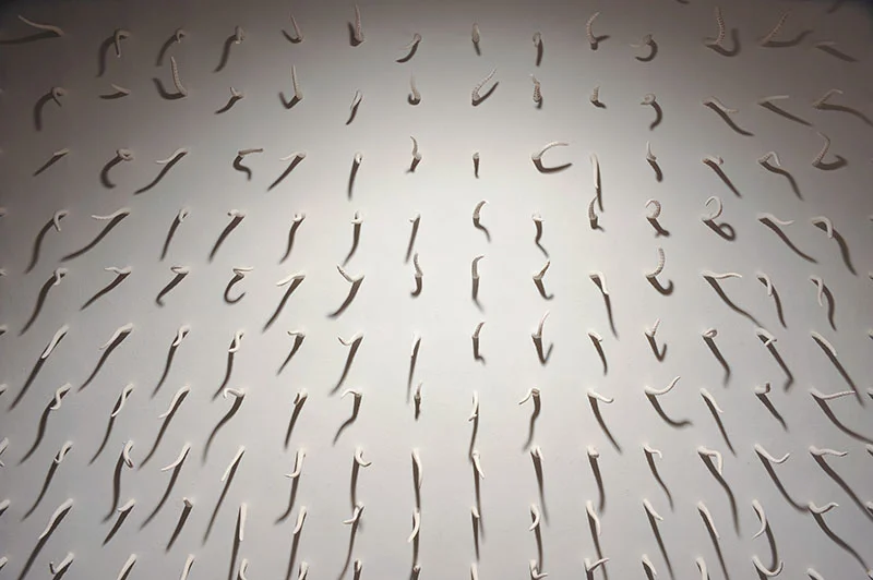 Divisible By Eight : One Thousand Porcelain Octopus Tentacles