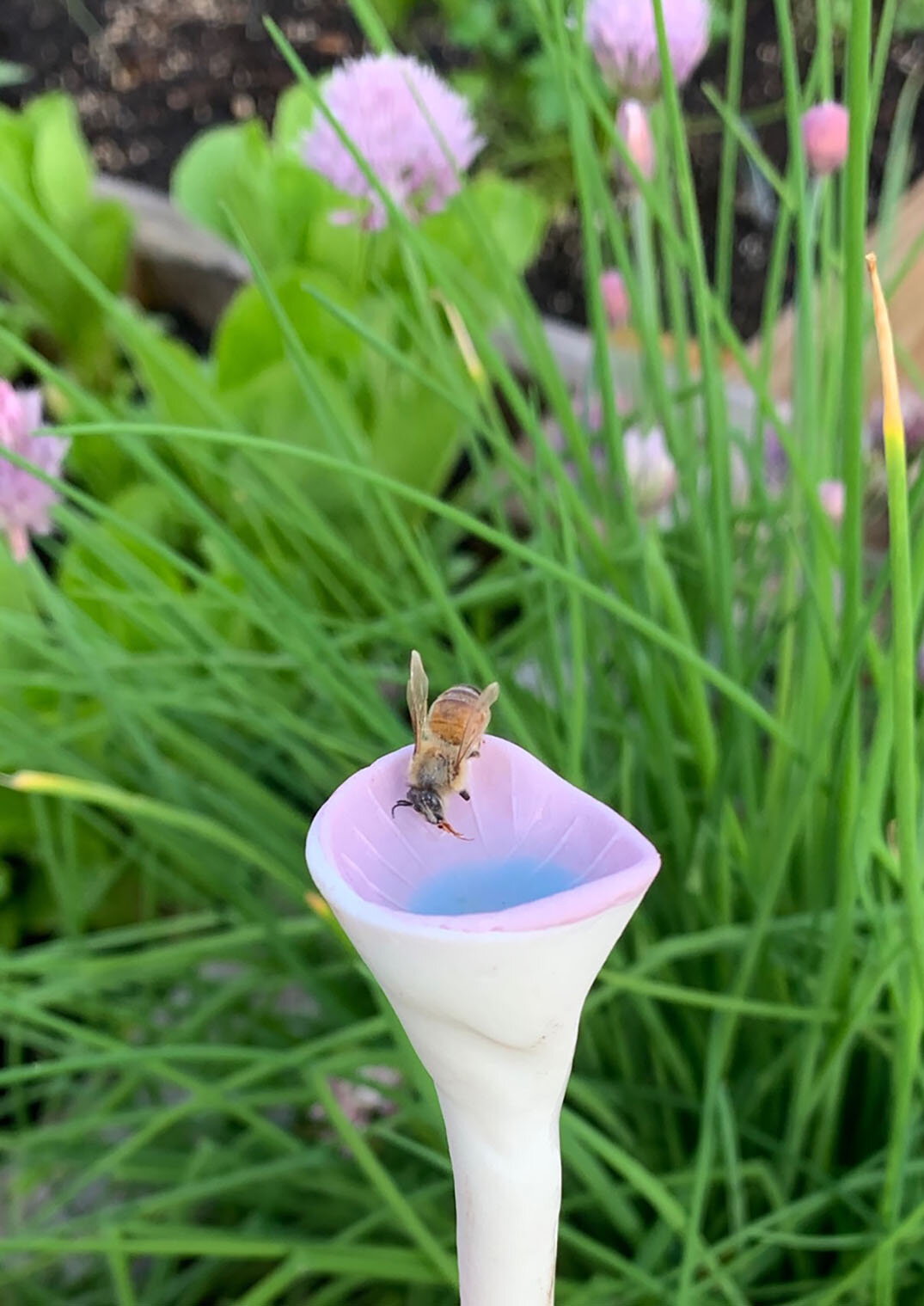 Bee Cup