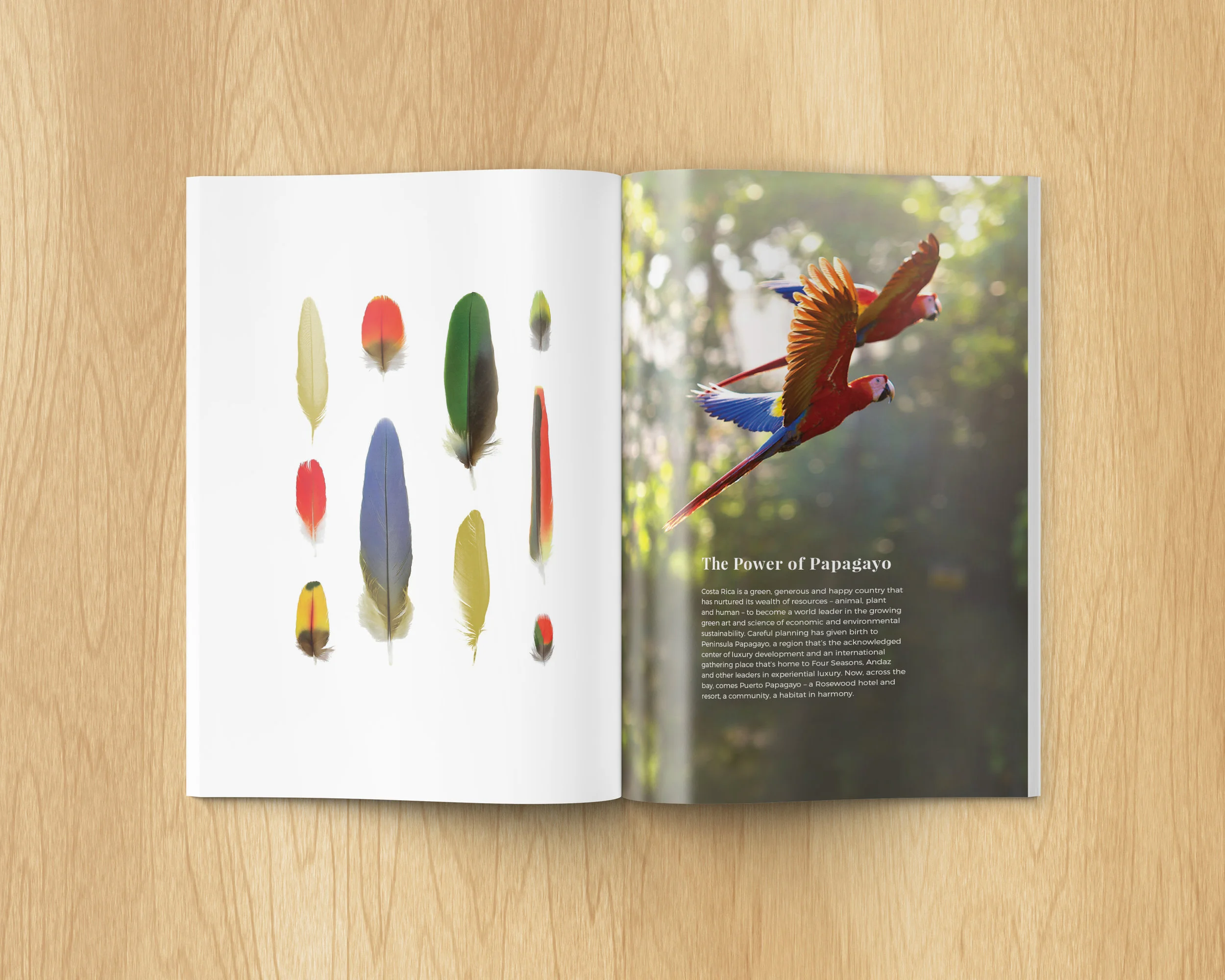 Papagayo-book-2.jpg
