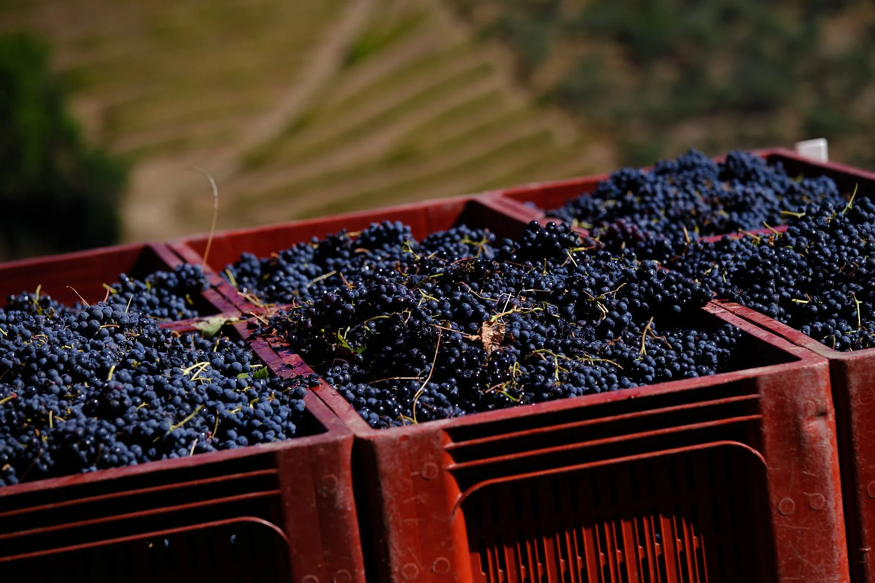 Qta_RaizesdeCoracao_110926_014_web.jpg