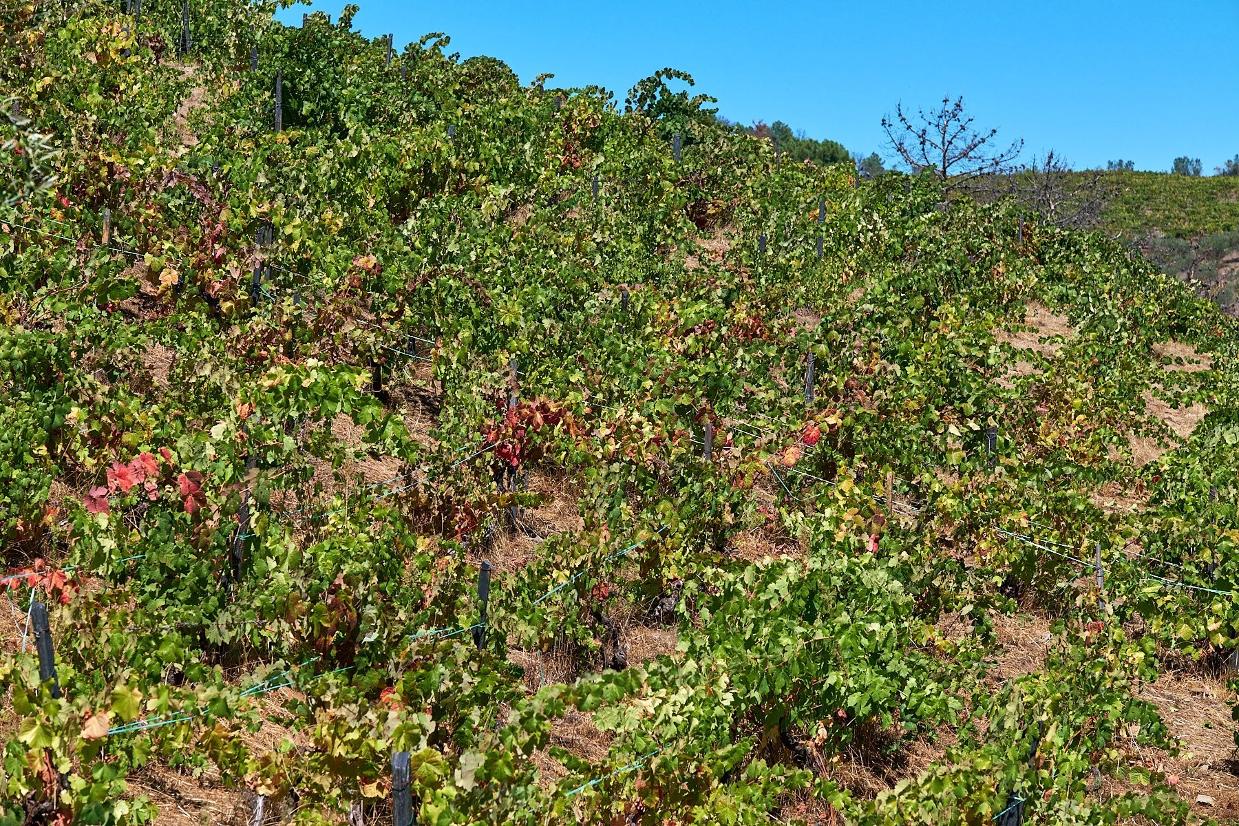 Qta_RaizesdeCoracao_110926_029_web.jpg