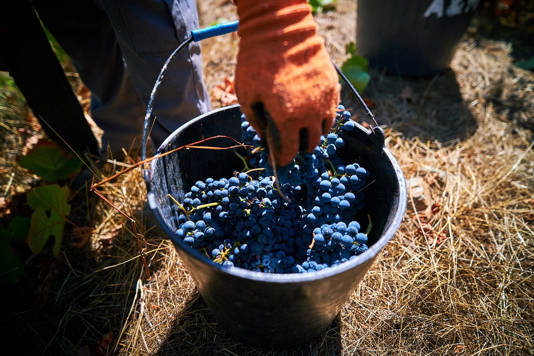 Qta_RaizesdeCoracao_110926_035_web.jpg