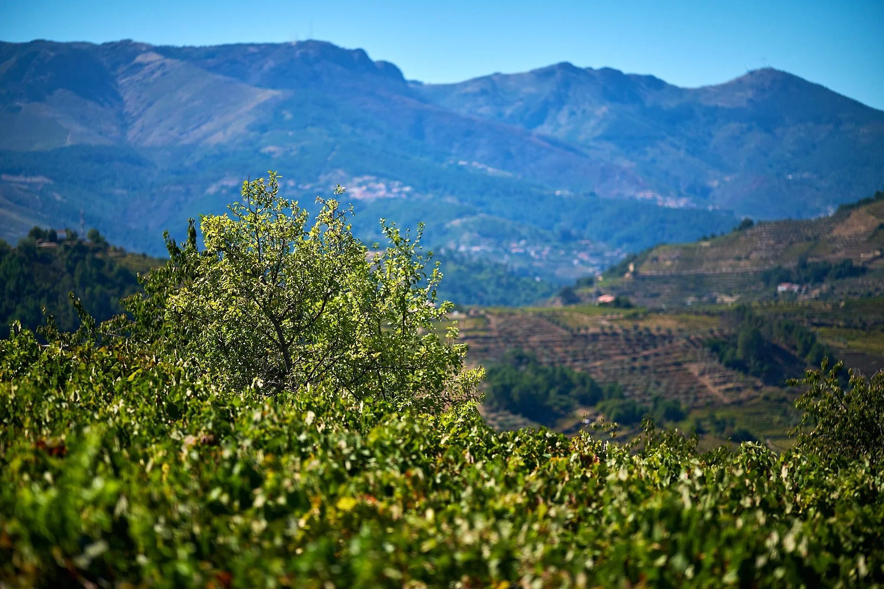 Qta_RaizesdeCoracao_110926_059_web.jpg