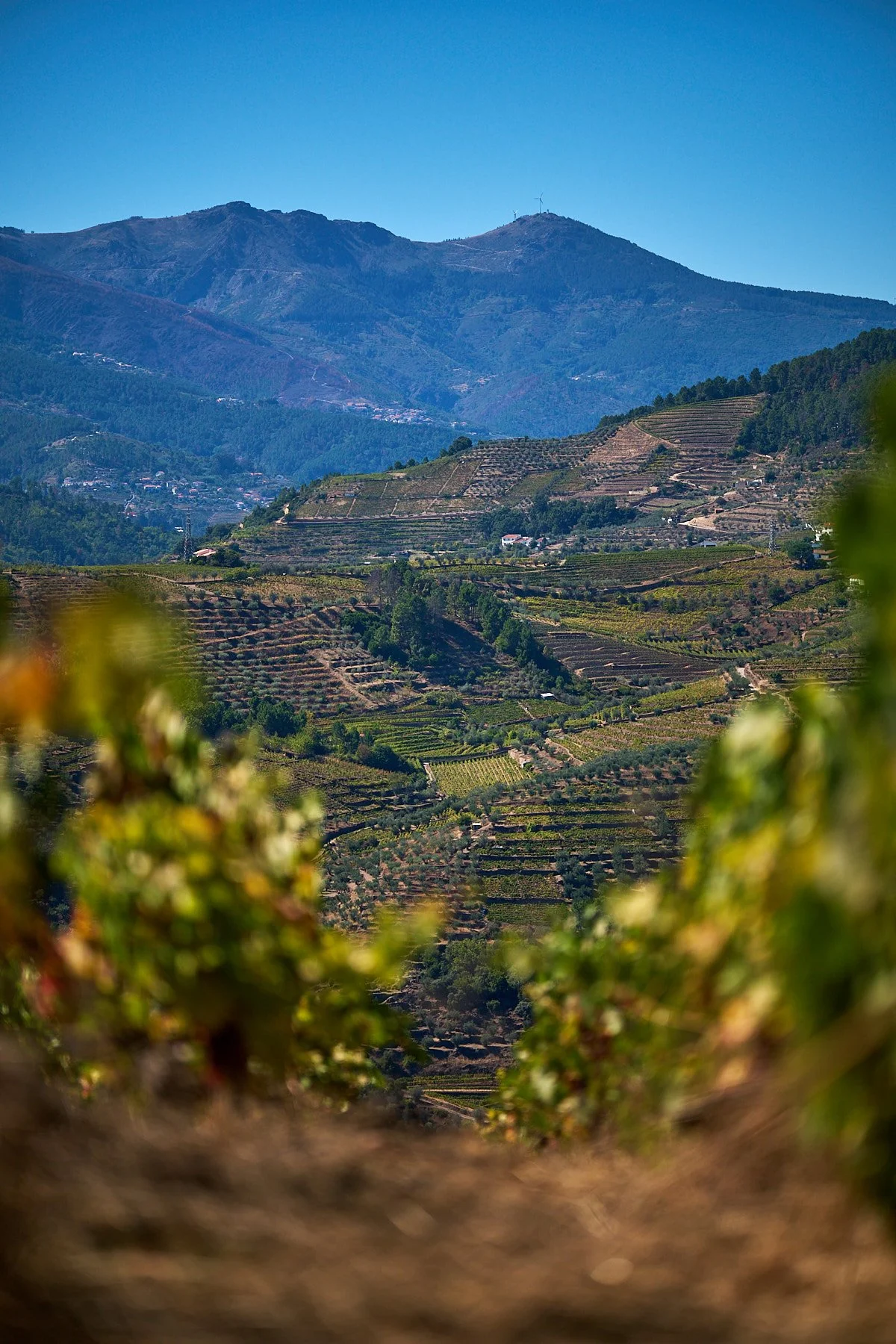 Qta_RaizesdeCoracao_110926_060_web.jpg