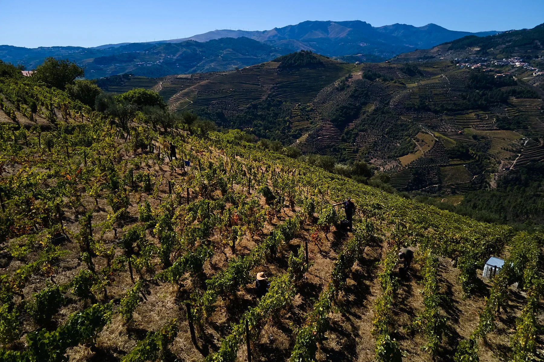 Qta_RaizesdeCoracao_110926_072_web.jpg