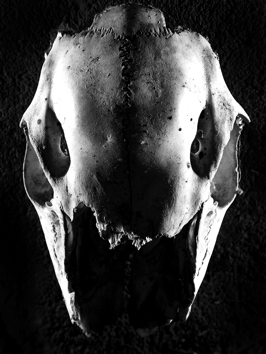 Skull_003.jpg