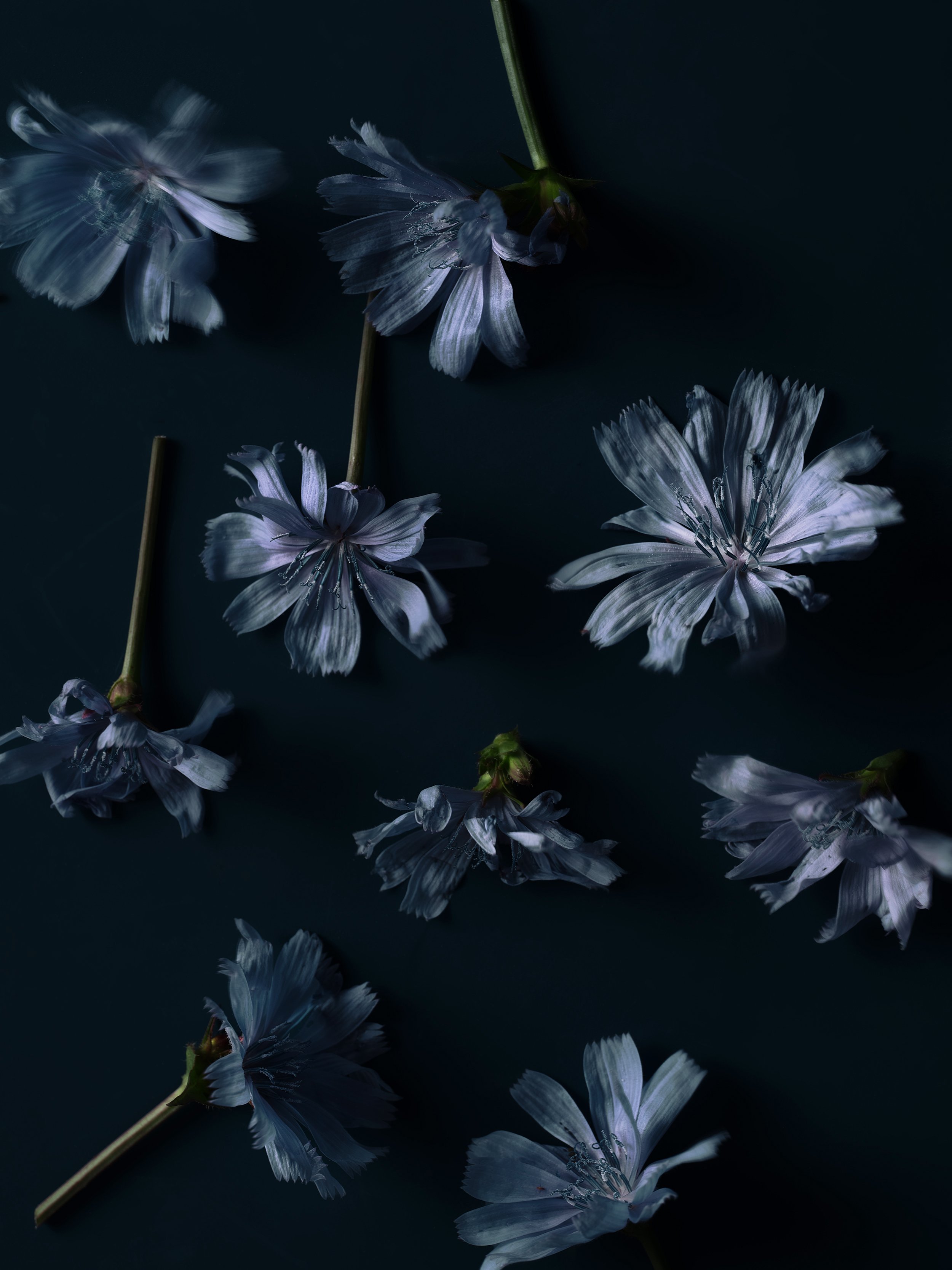 Blue flowers.jpg