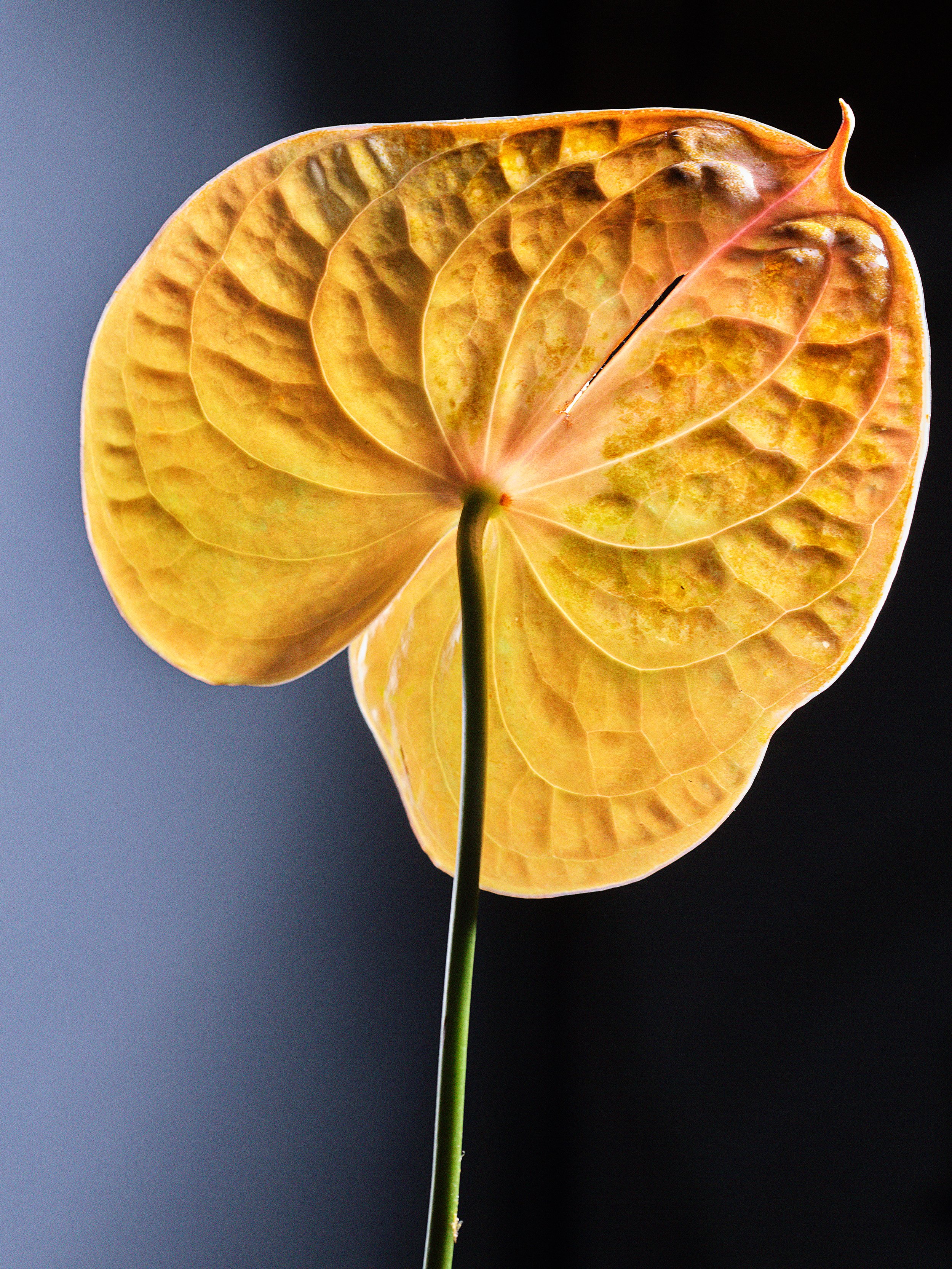 yellow anthurium.jpg