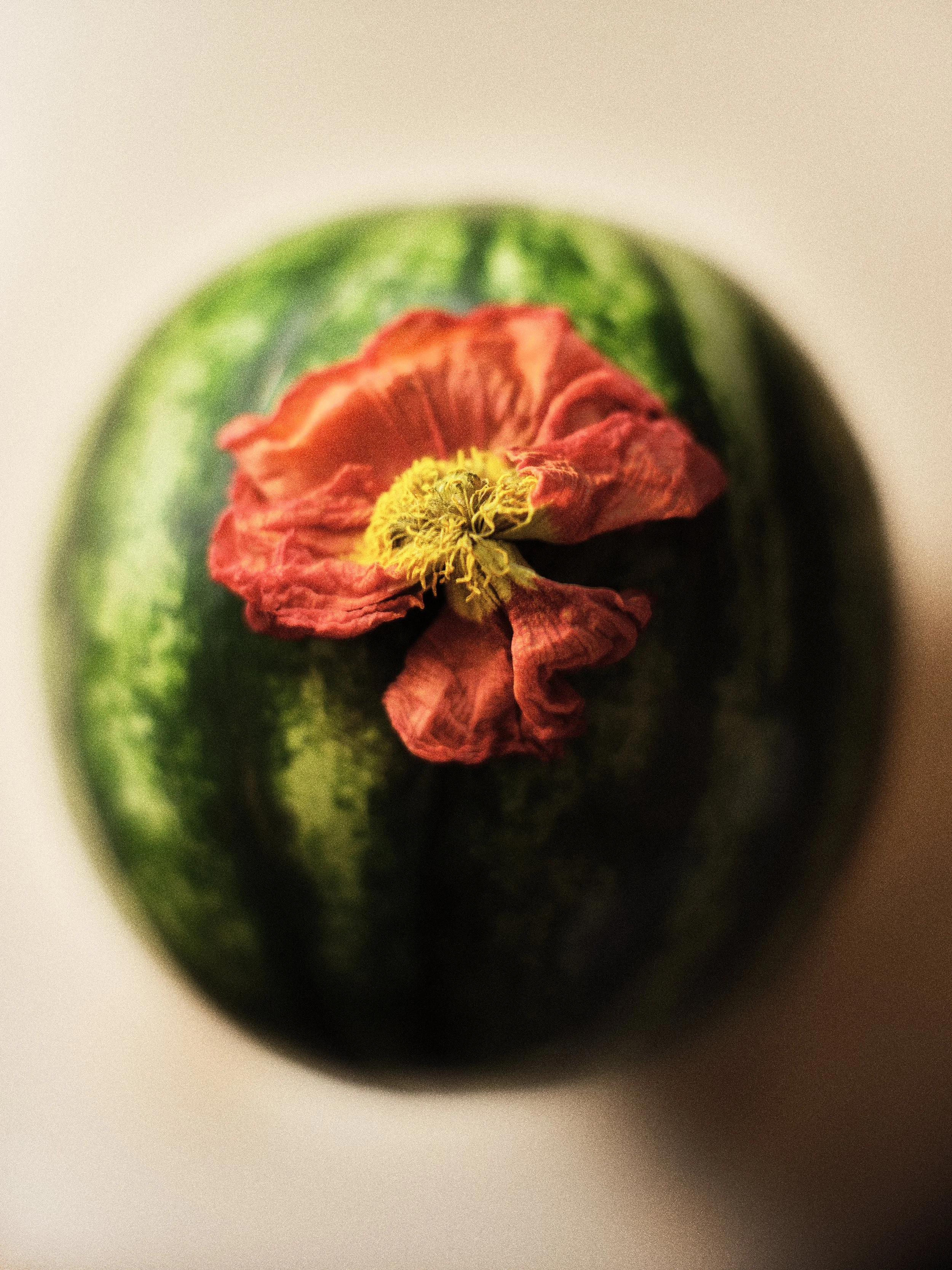 Watermellon Poppy.jpg