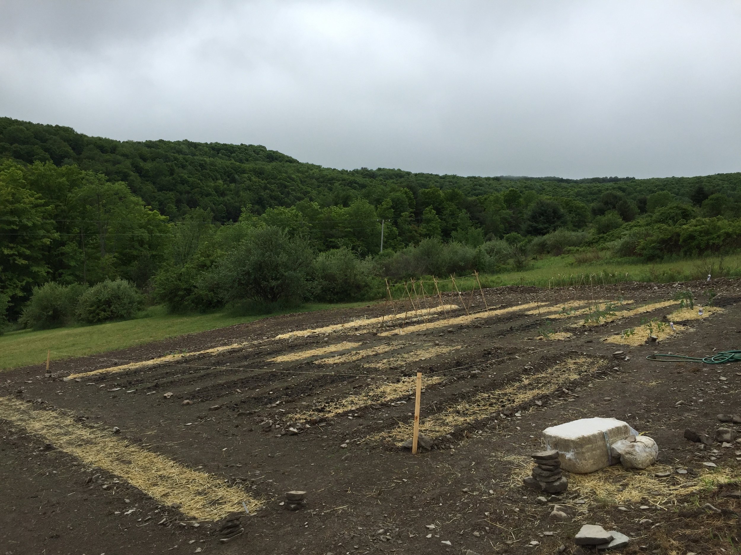 First year "micro-farm" planting, late spring