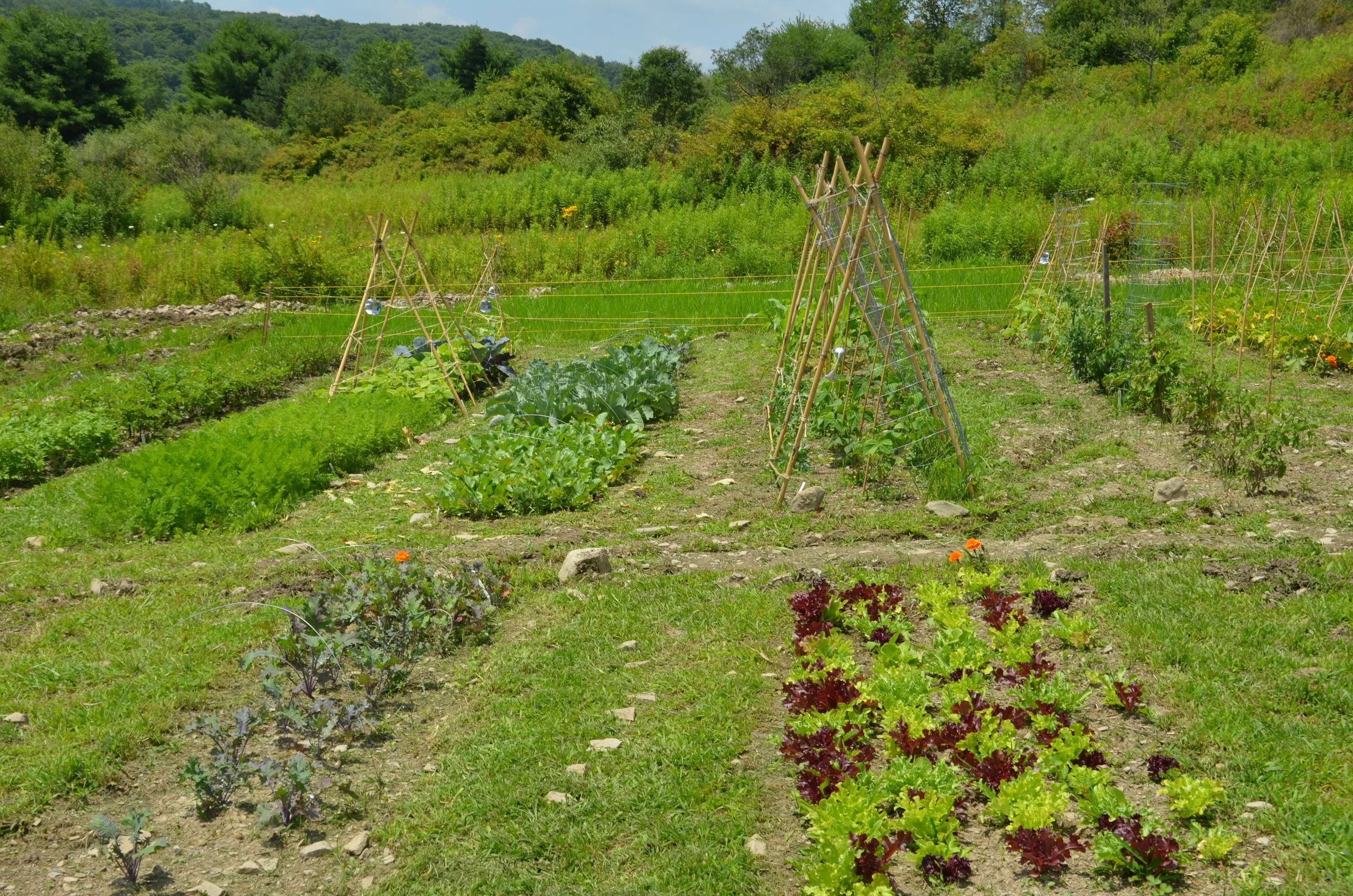 First growing season experiments, early summer.
