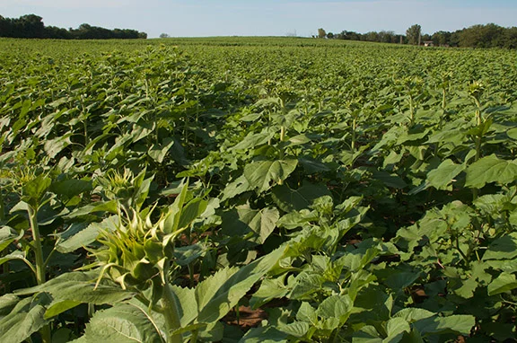 Grinters Sunflower Farm located in the outskirts of Lawrence.