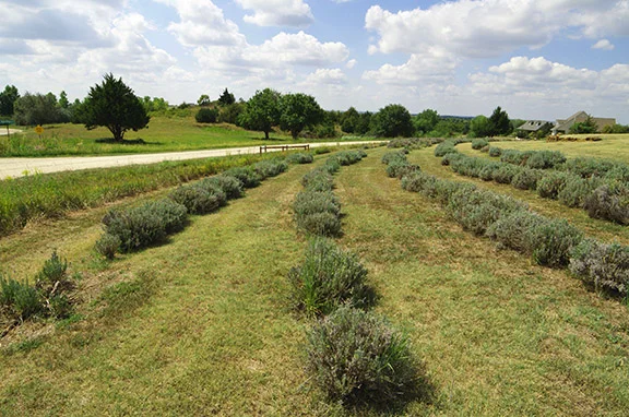 lavenderfield.jpg