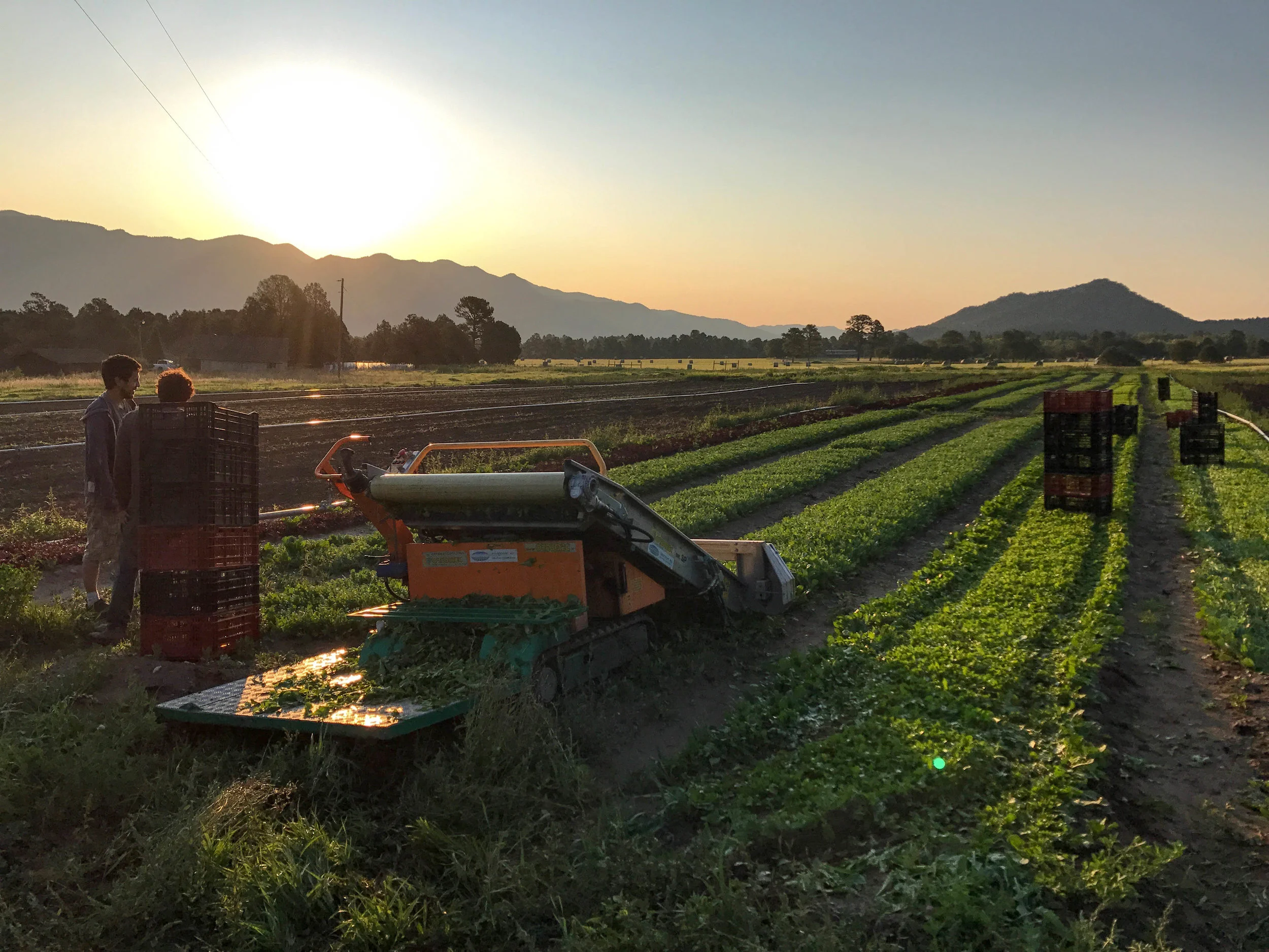 Brothers and farmers, with the lettuce harvester.