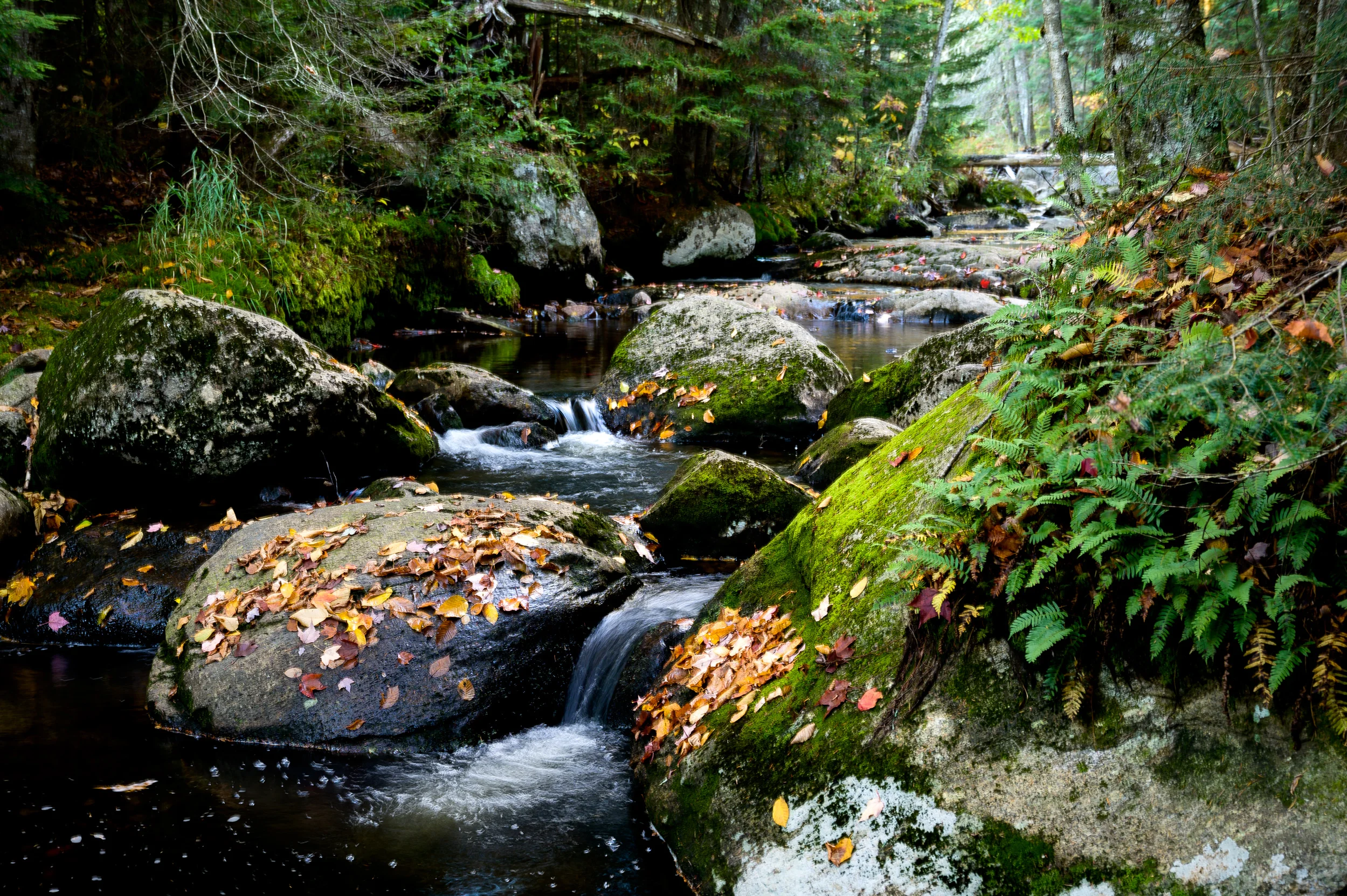 DSC_3783-2.jpg