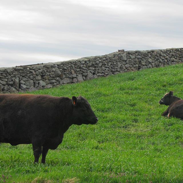 The pastures are starting to look green!