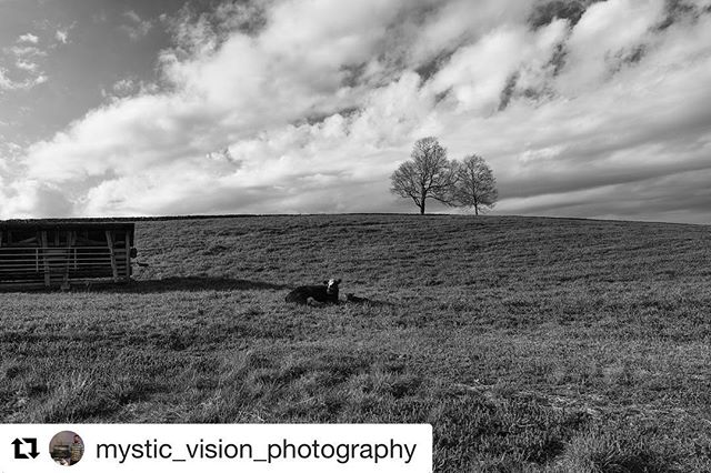 Wow!!! Thanks for such a great shot, @mystic_vision_photography !! 🐮📸